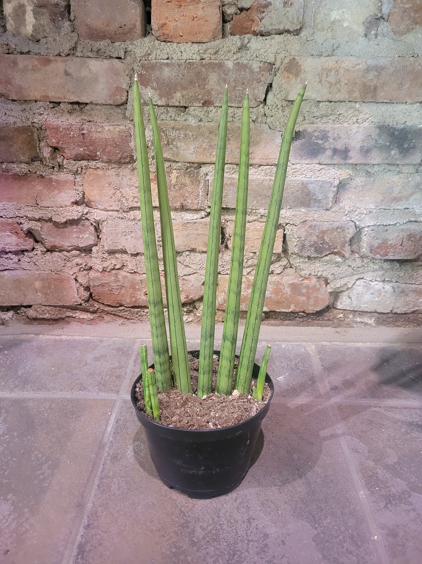 Sansevieria Fan