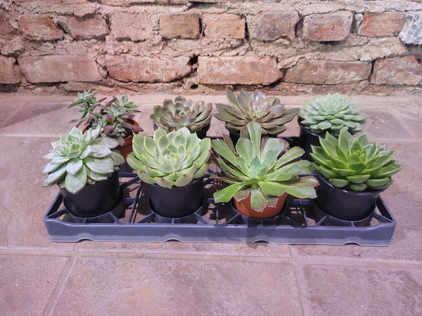 Succulent Varieties 4"
