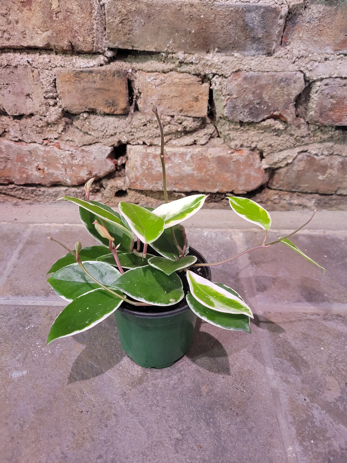 Hoya Krimson Queen