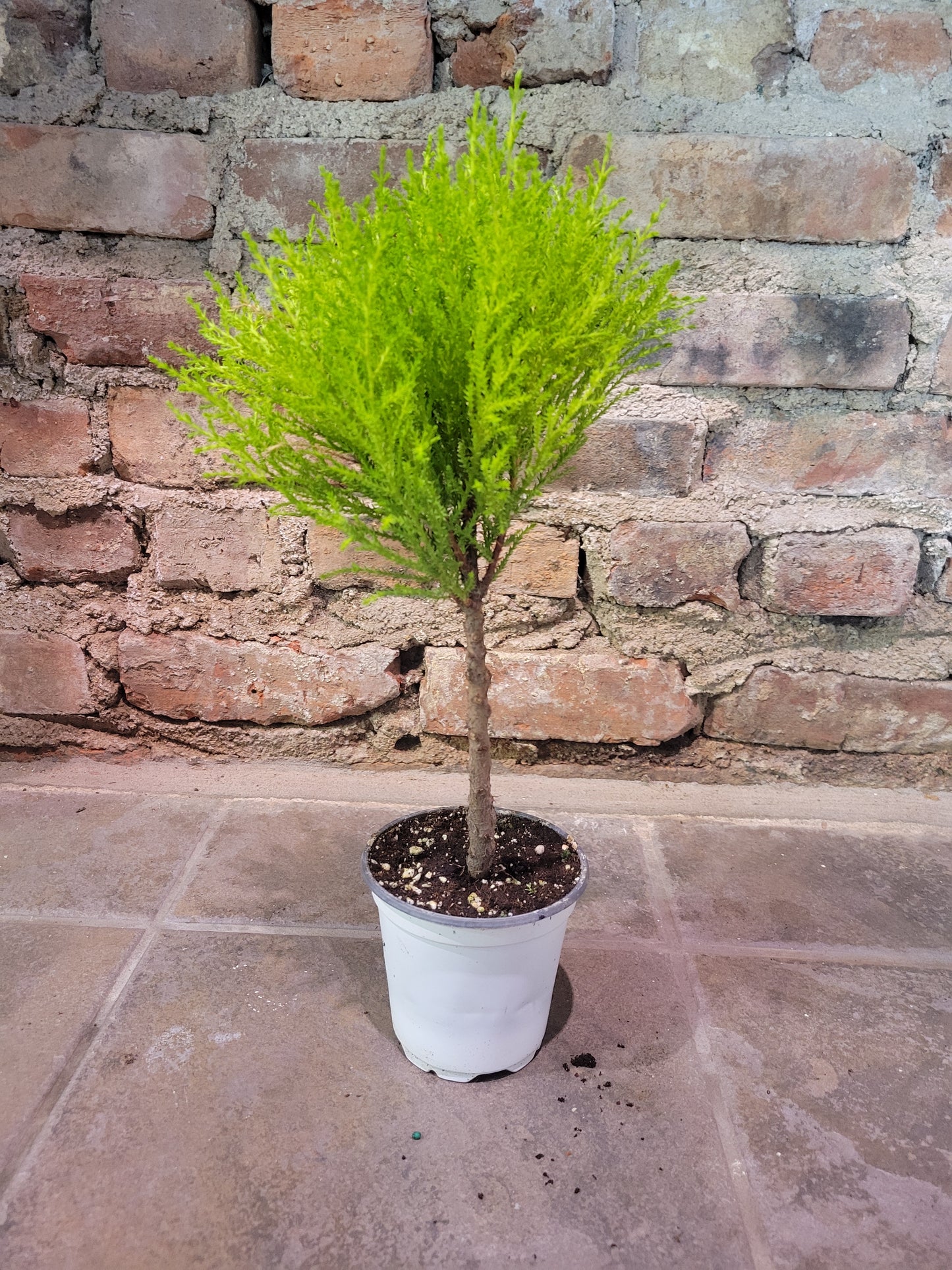 Lemon Cypress Topiary