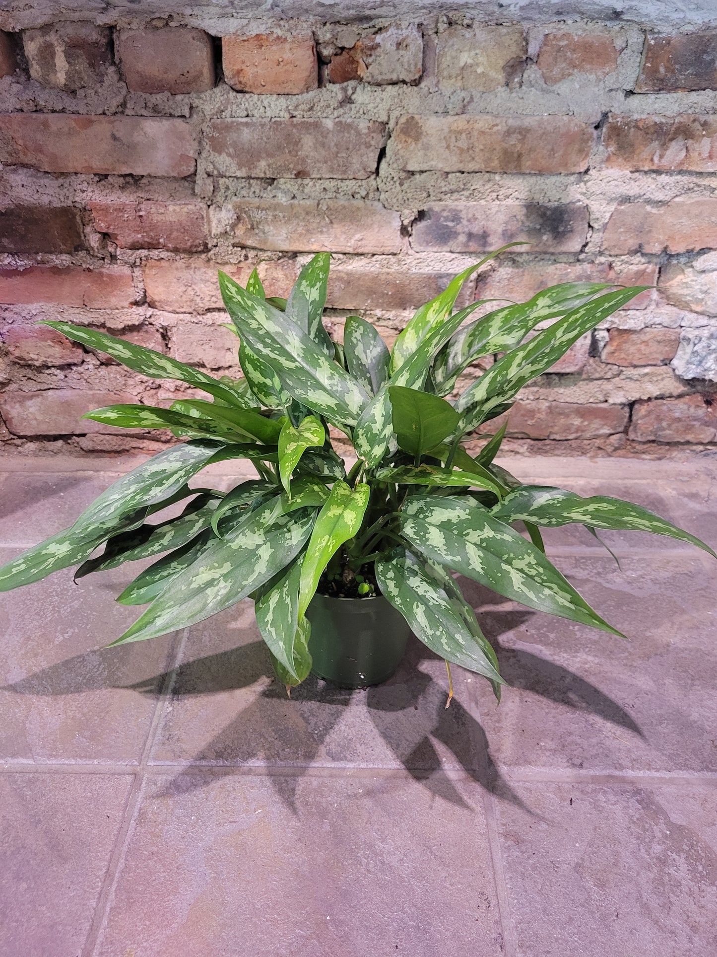 Aglaonema Maria