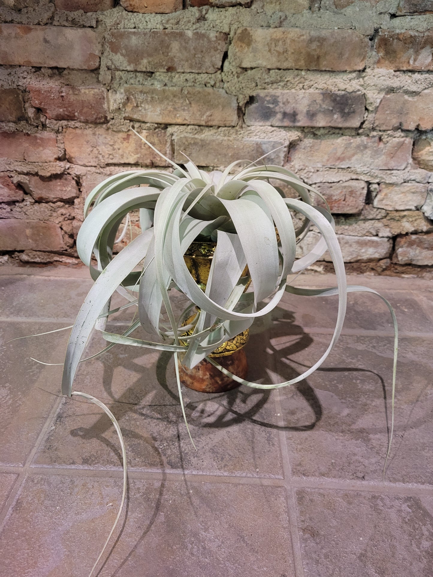 Airplant - Tillandsia Xerographica