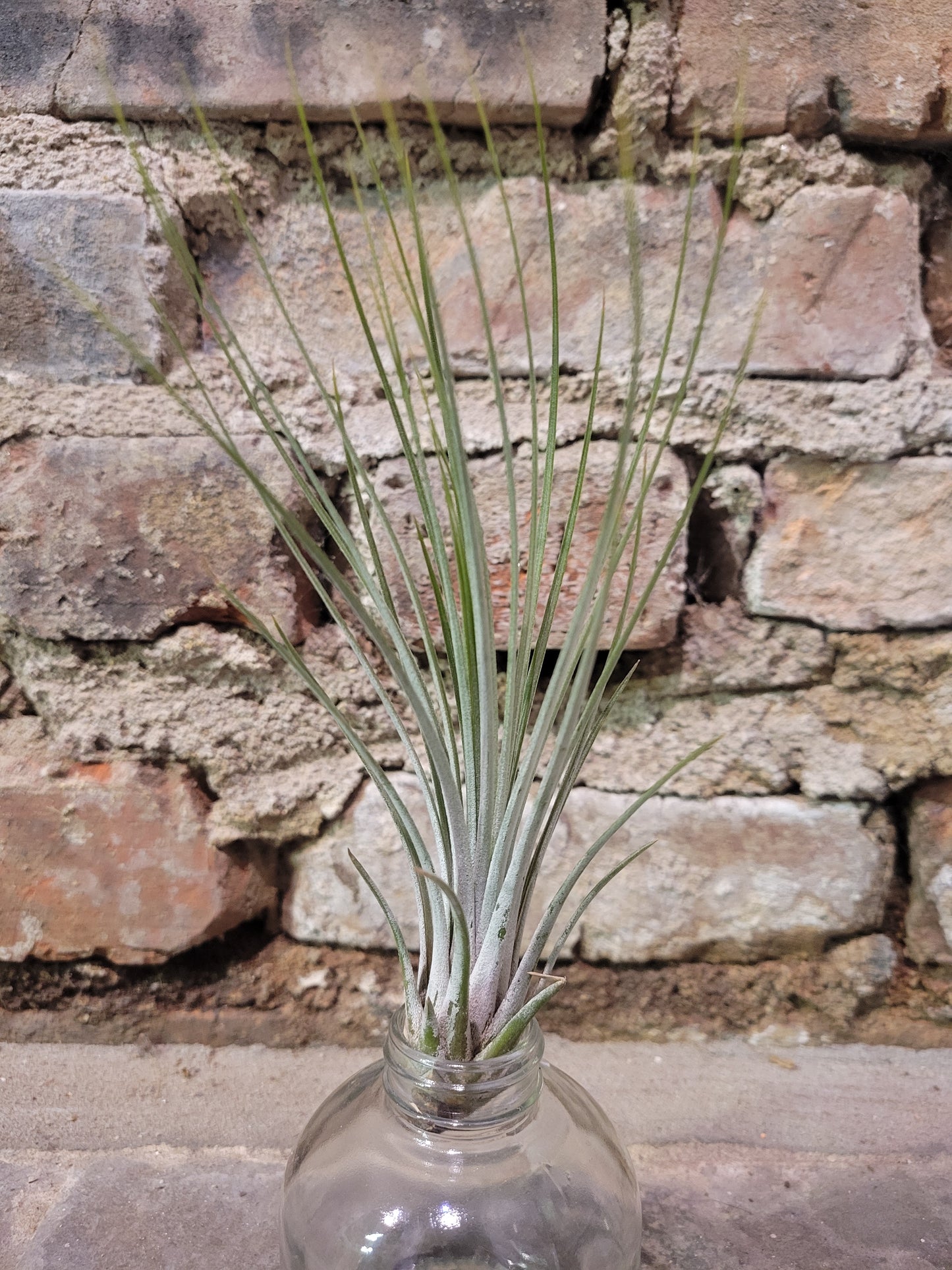 Tillandisa Juncifolia