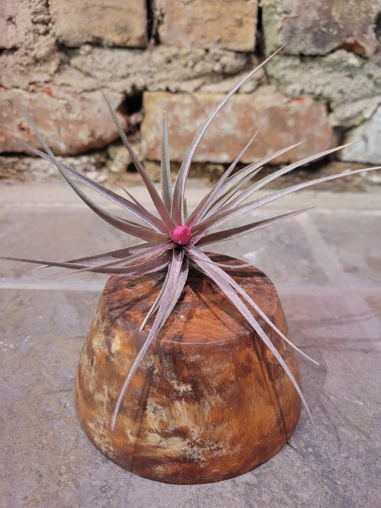 Air Plant- Aeranthos Stricta