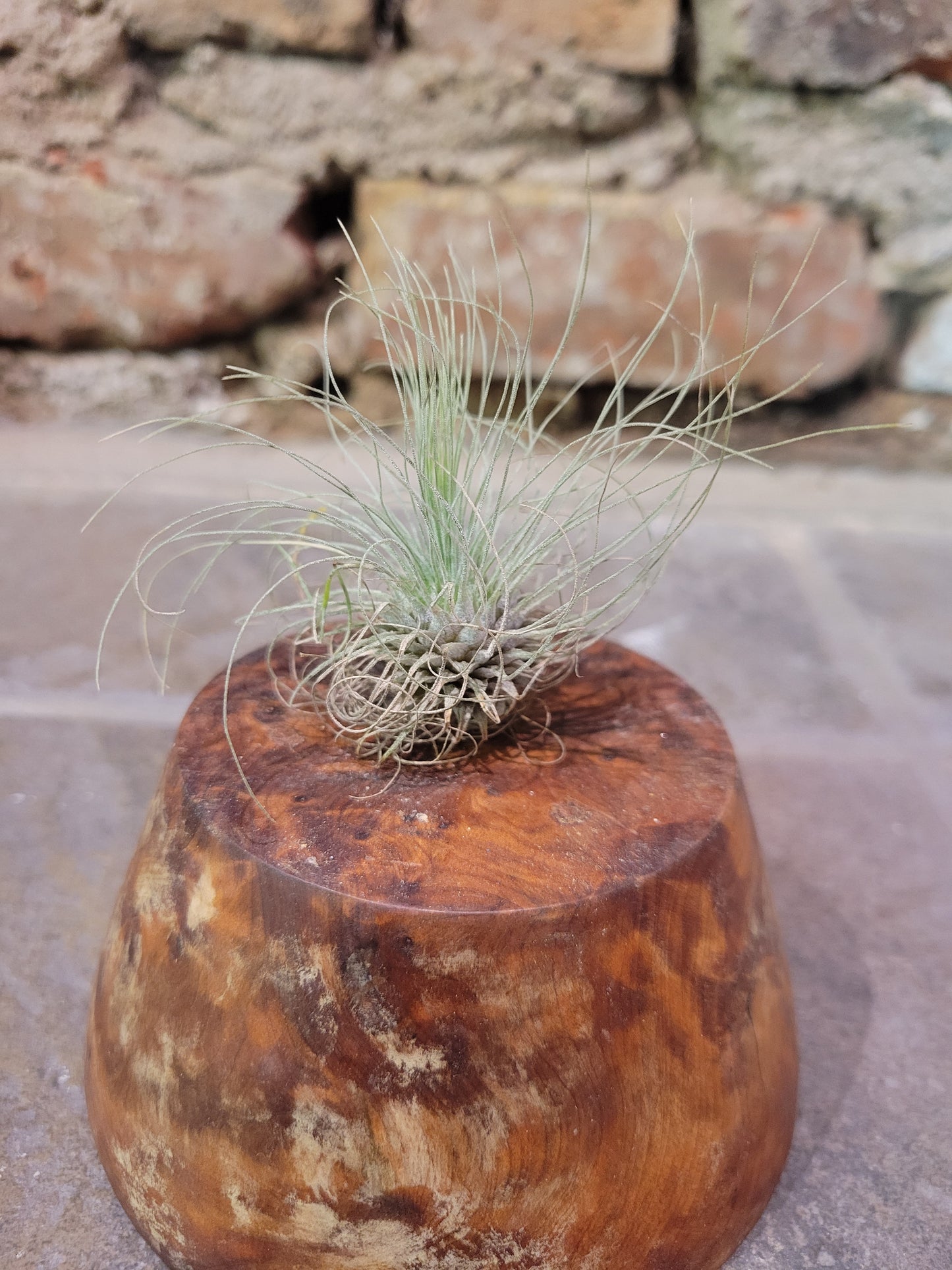 Air Plant- Argentea Thin