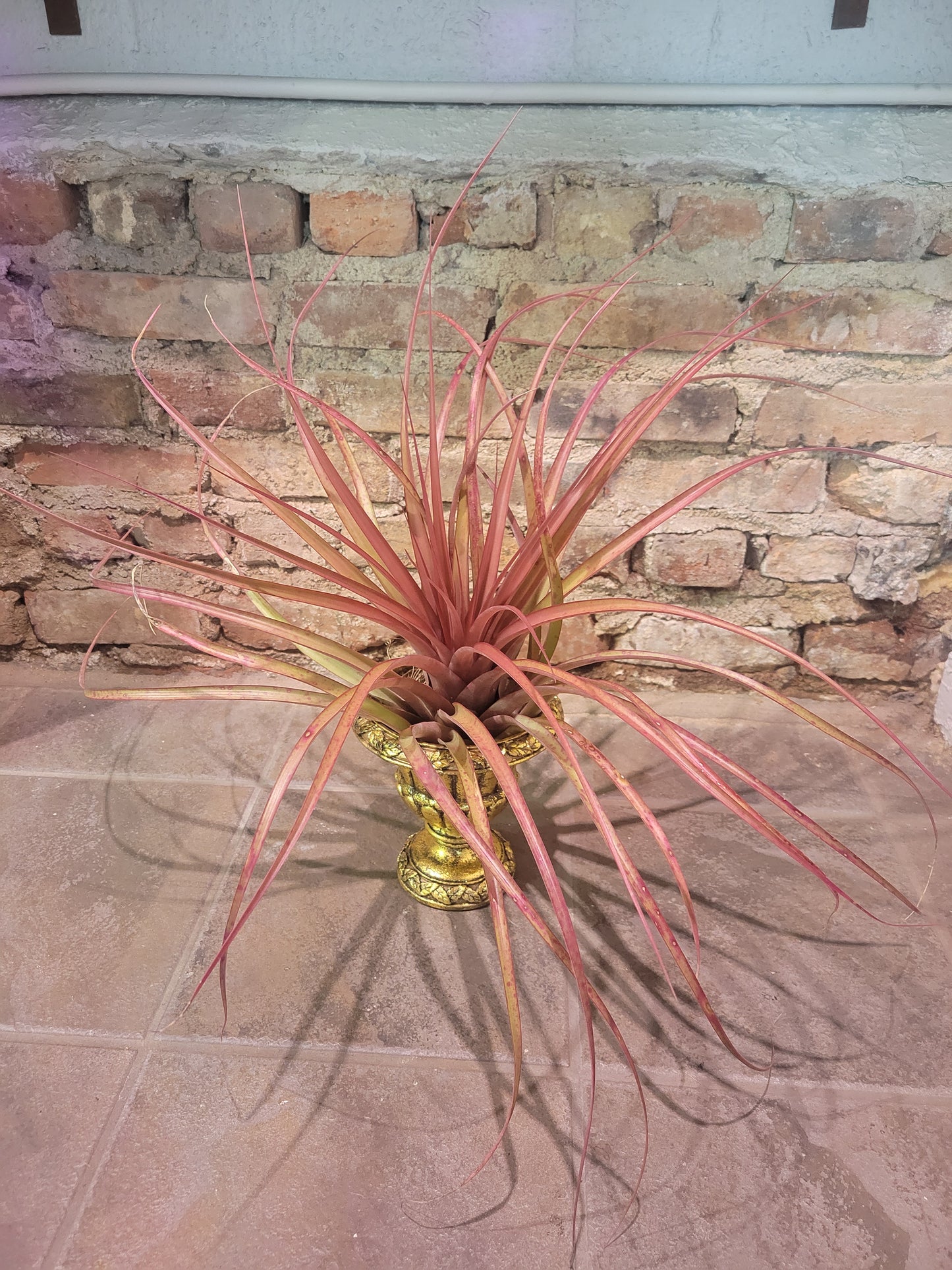 Air Plant- Capitata Maroon