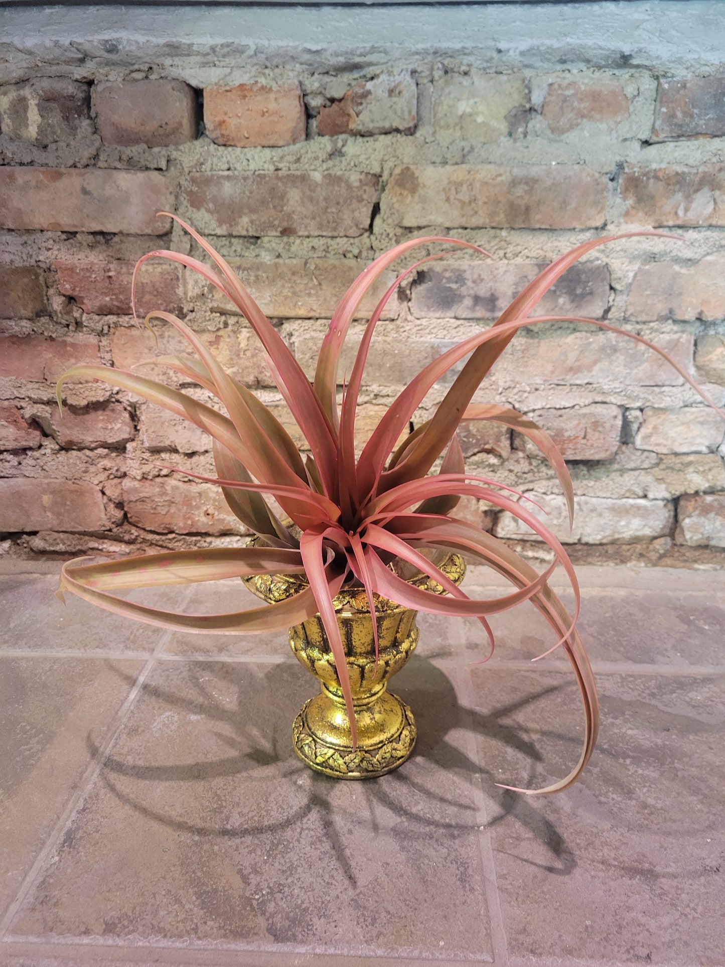 Air Plant- Capitata Yellow Star "Rare"