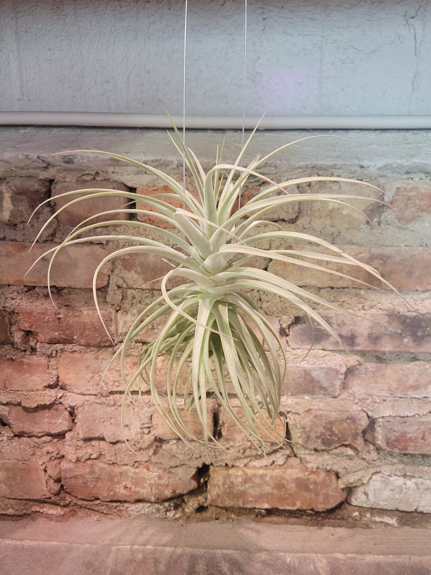 Air Plant - Tillandsia Purpurea