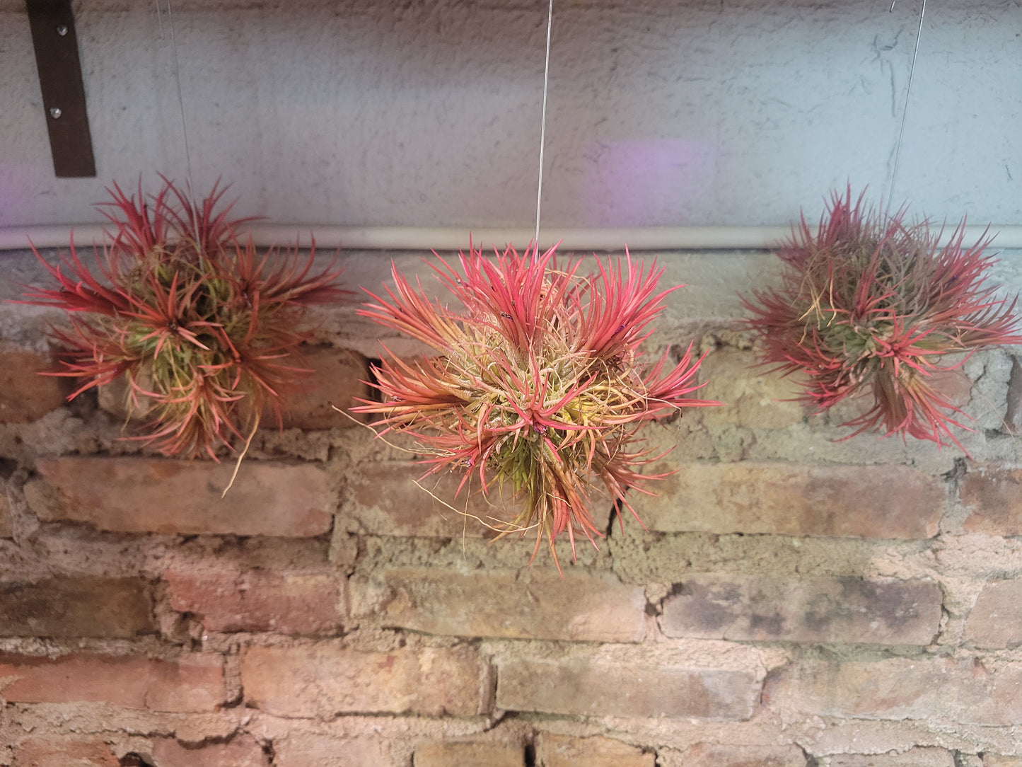 Ionantha Ball Mother "Red"