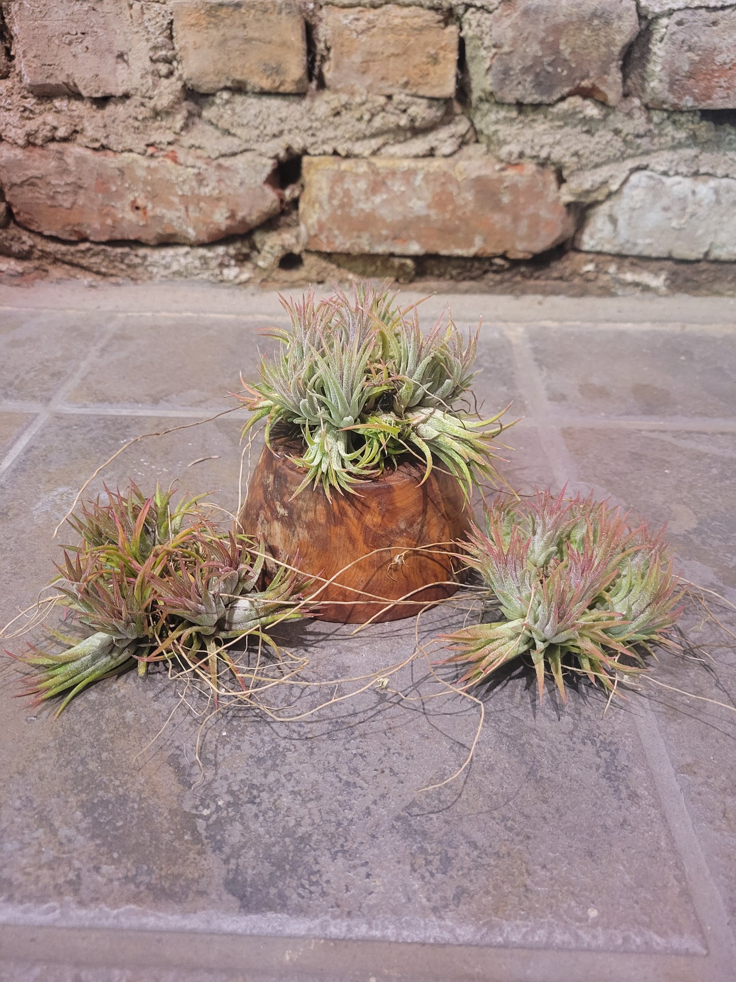 Air Plant- Ionantha Cluster