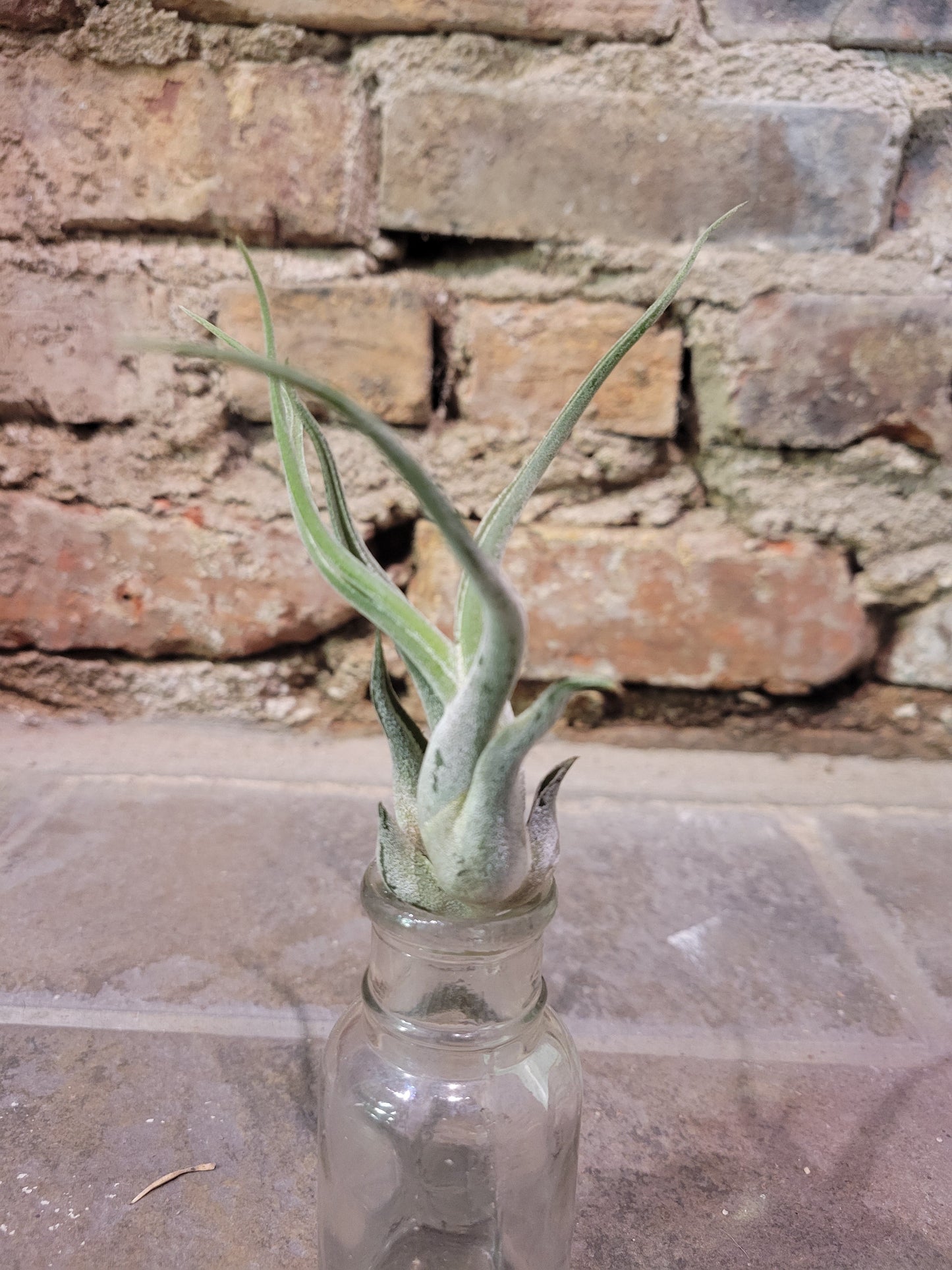 Air Plant - Tillandsia Caput Medusae