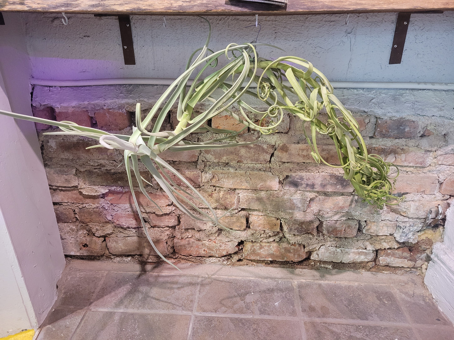 Air Plant- Tillandsia Duratii