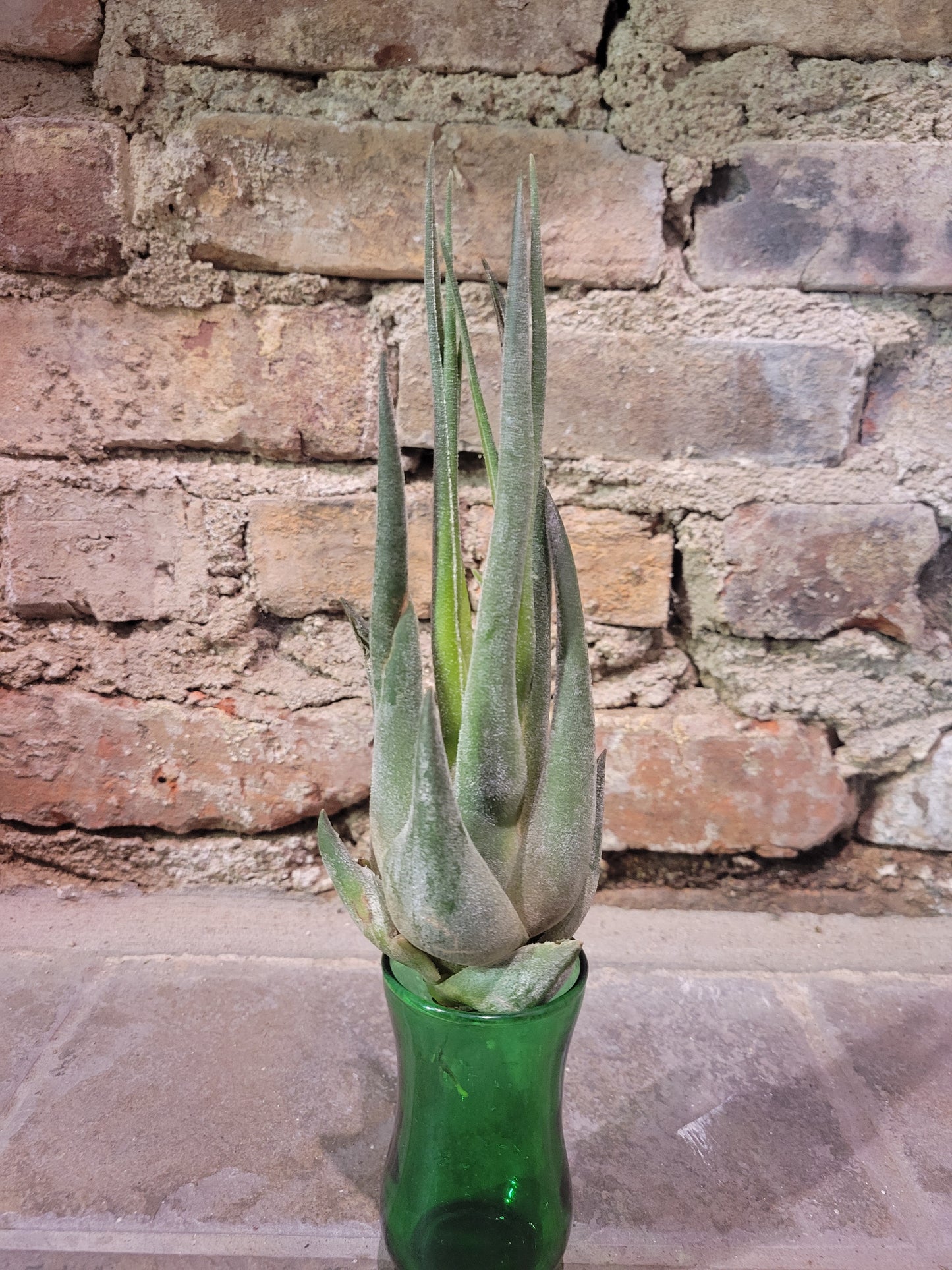Air Plant- Tillandsia Seleriana