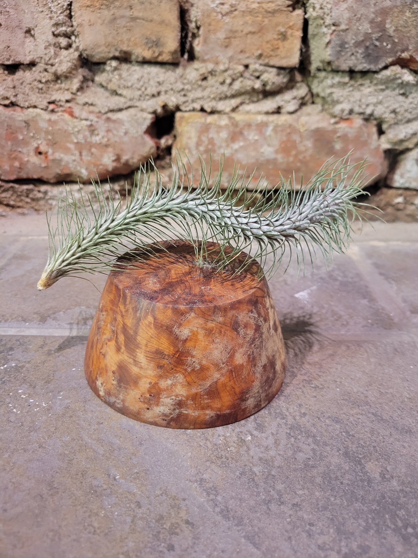 Air Plant- Tillandsia Funckiana