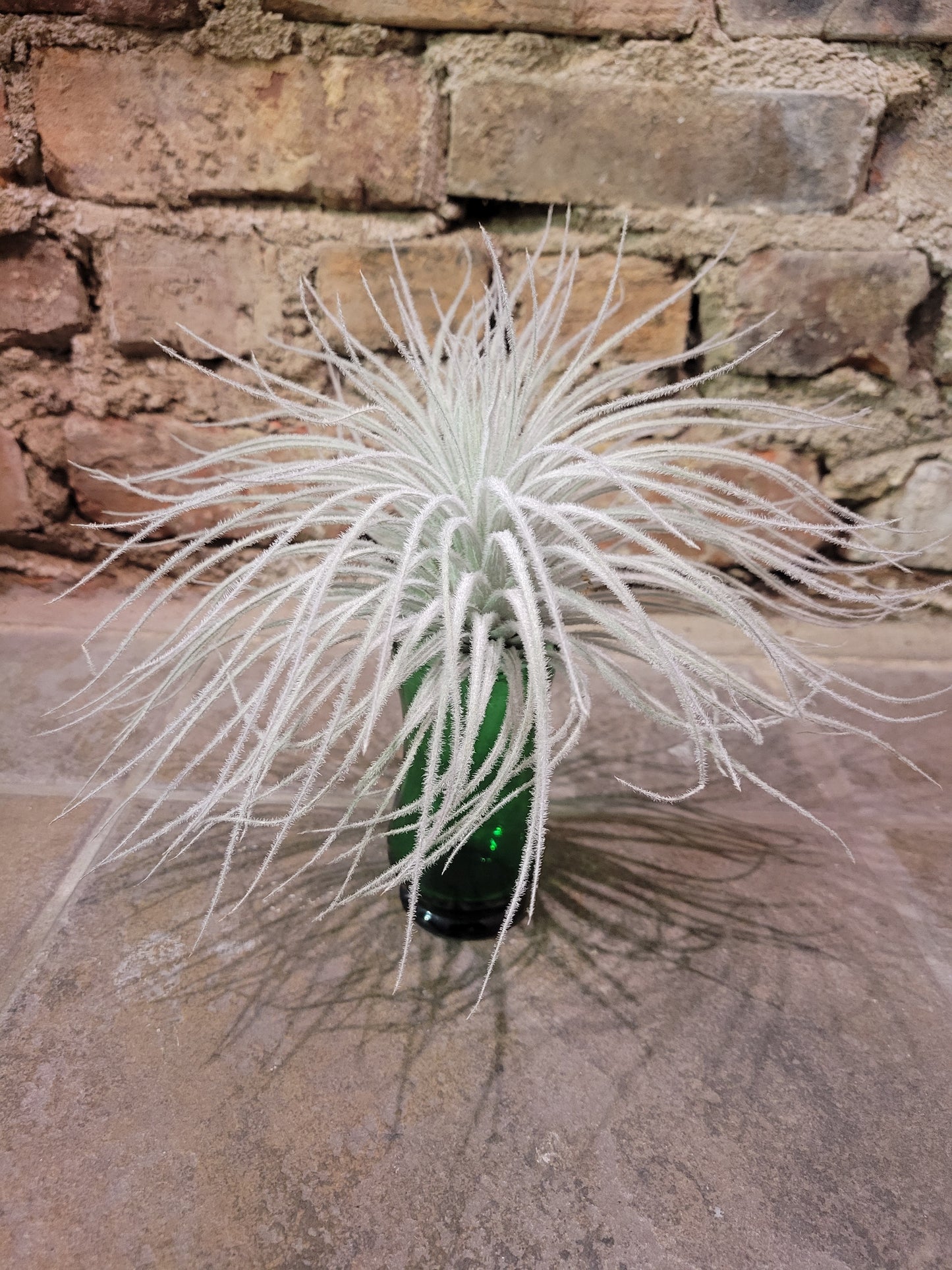 Airplant- Tillandsia Tectorum
