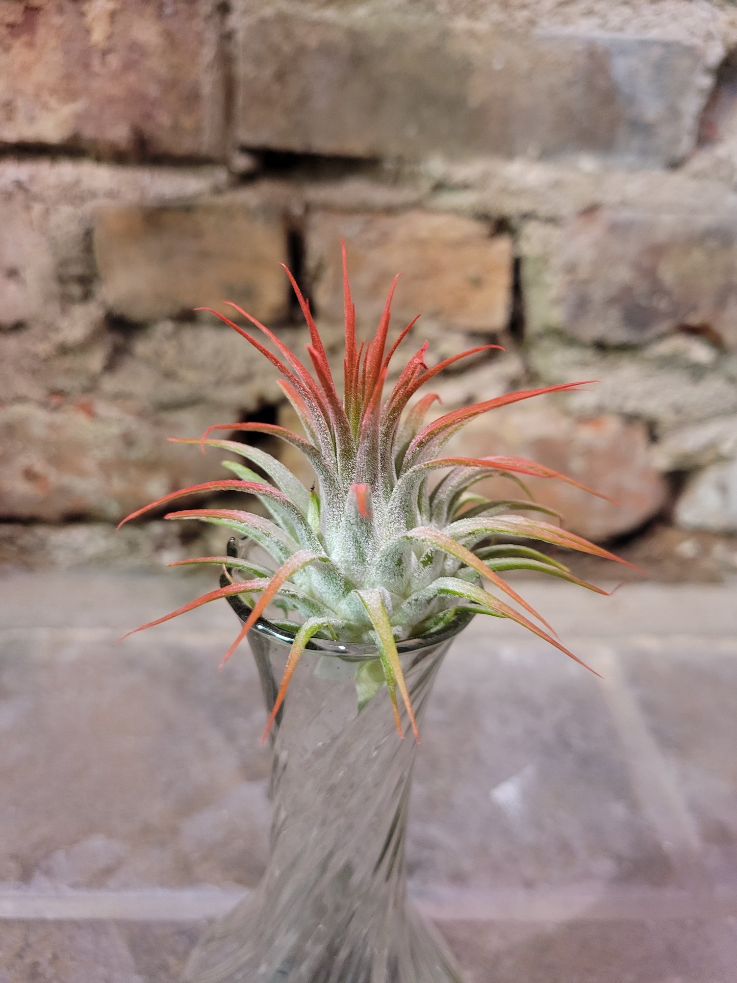 Air Plant- Ionantha Fuego "Red"