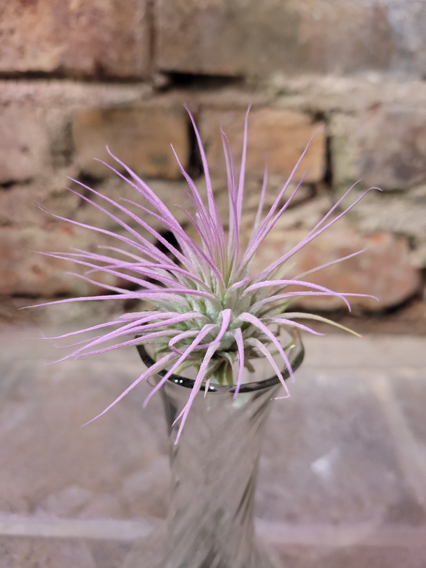 Air Plant- Ionantha "Lavender"