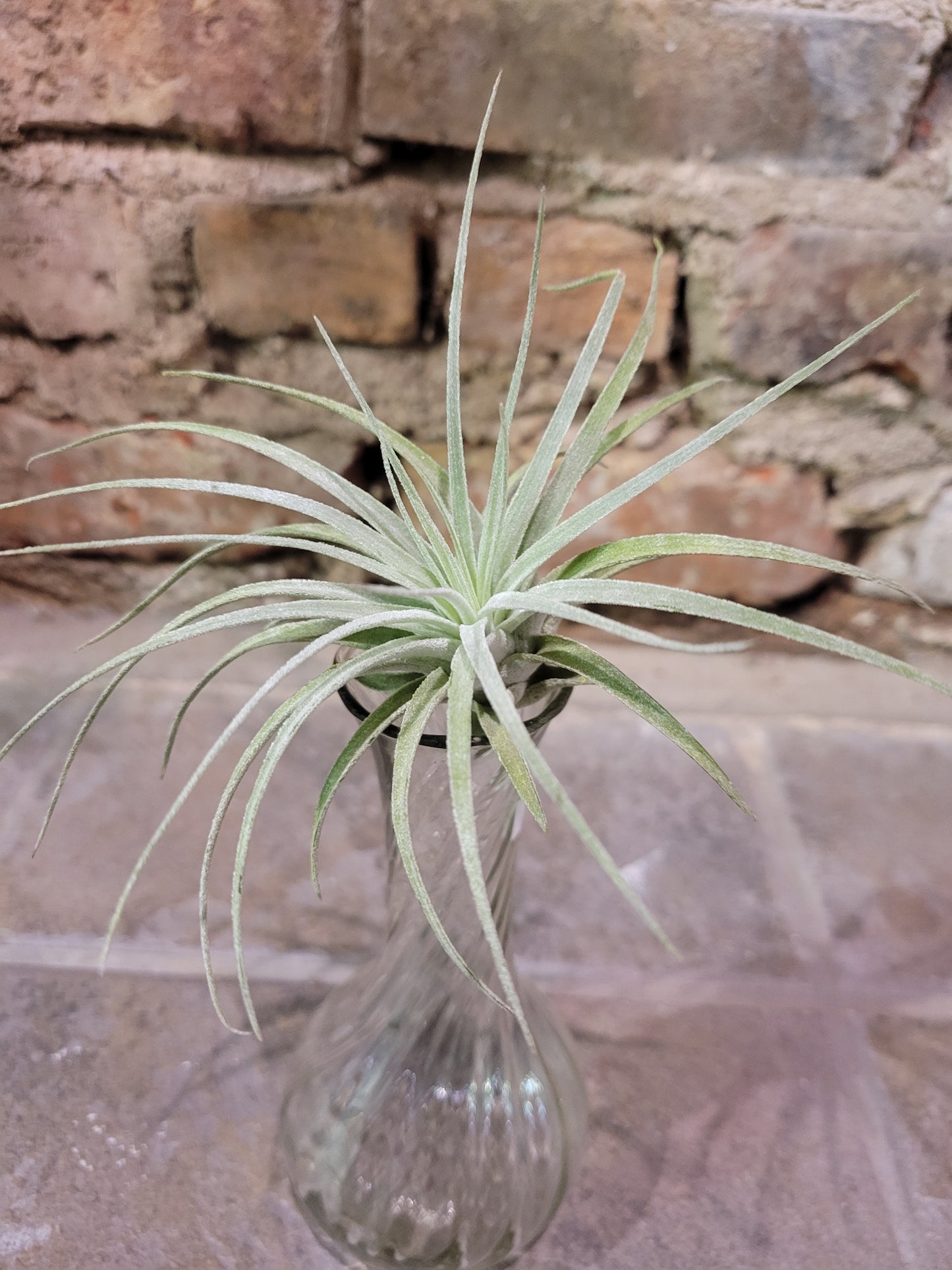 Air Plant- Tillandsia Oaxacana
