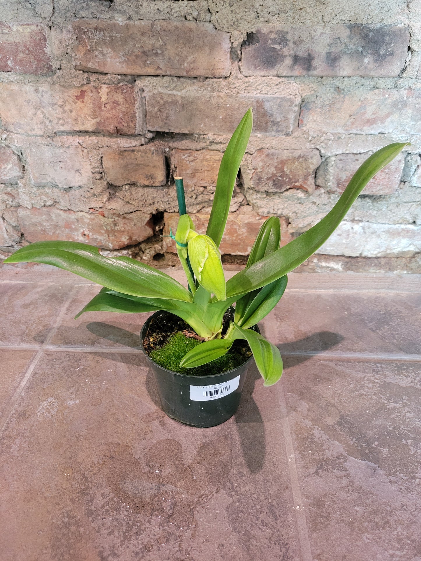 Lady Slipper Orchid Bulldog