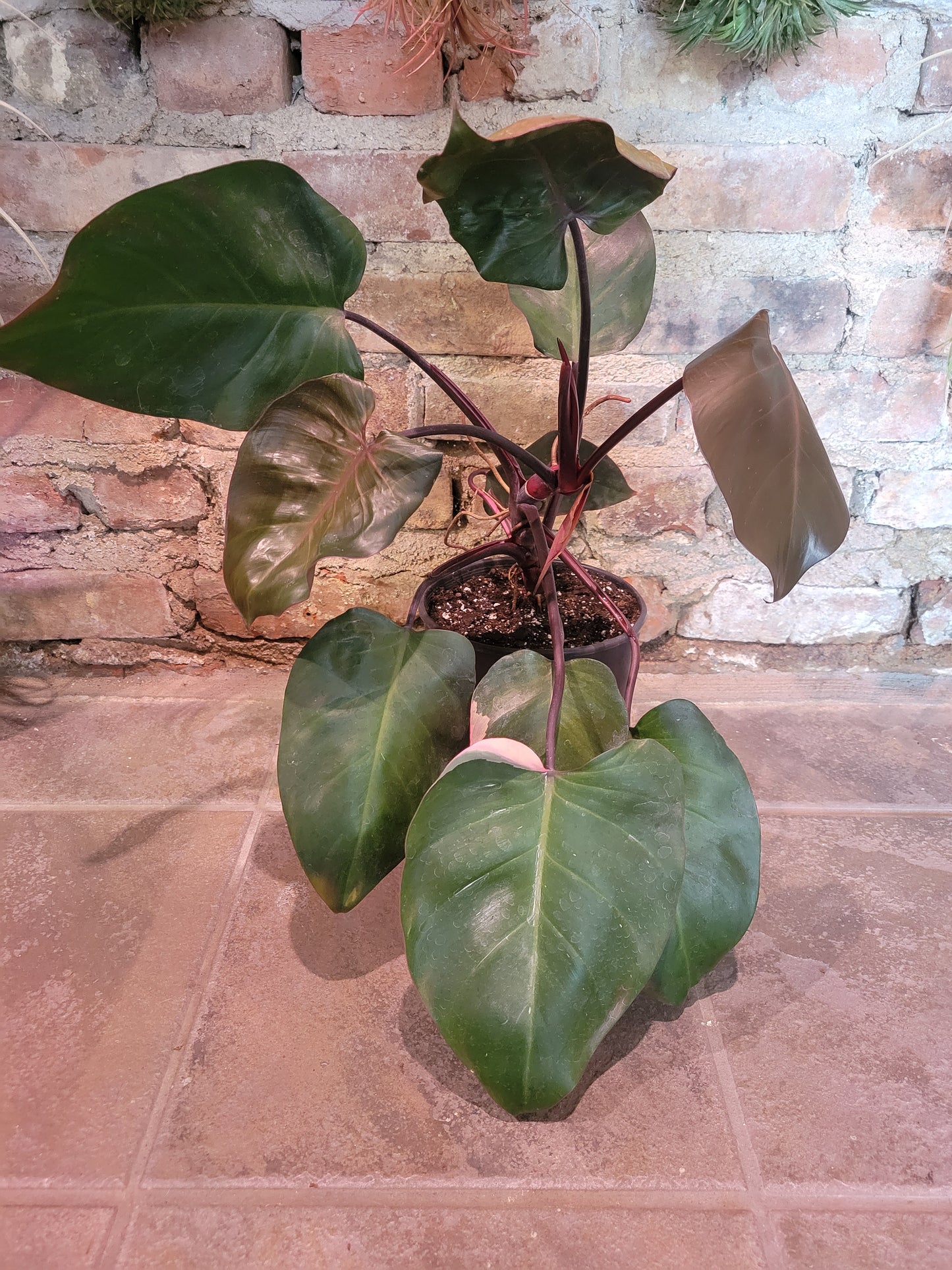 Philodendron Burgundy Princess