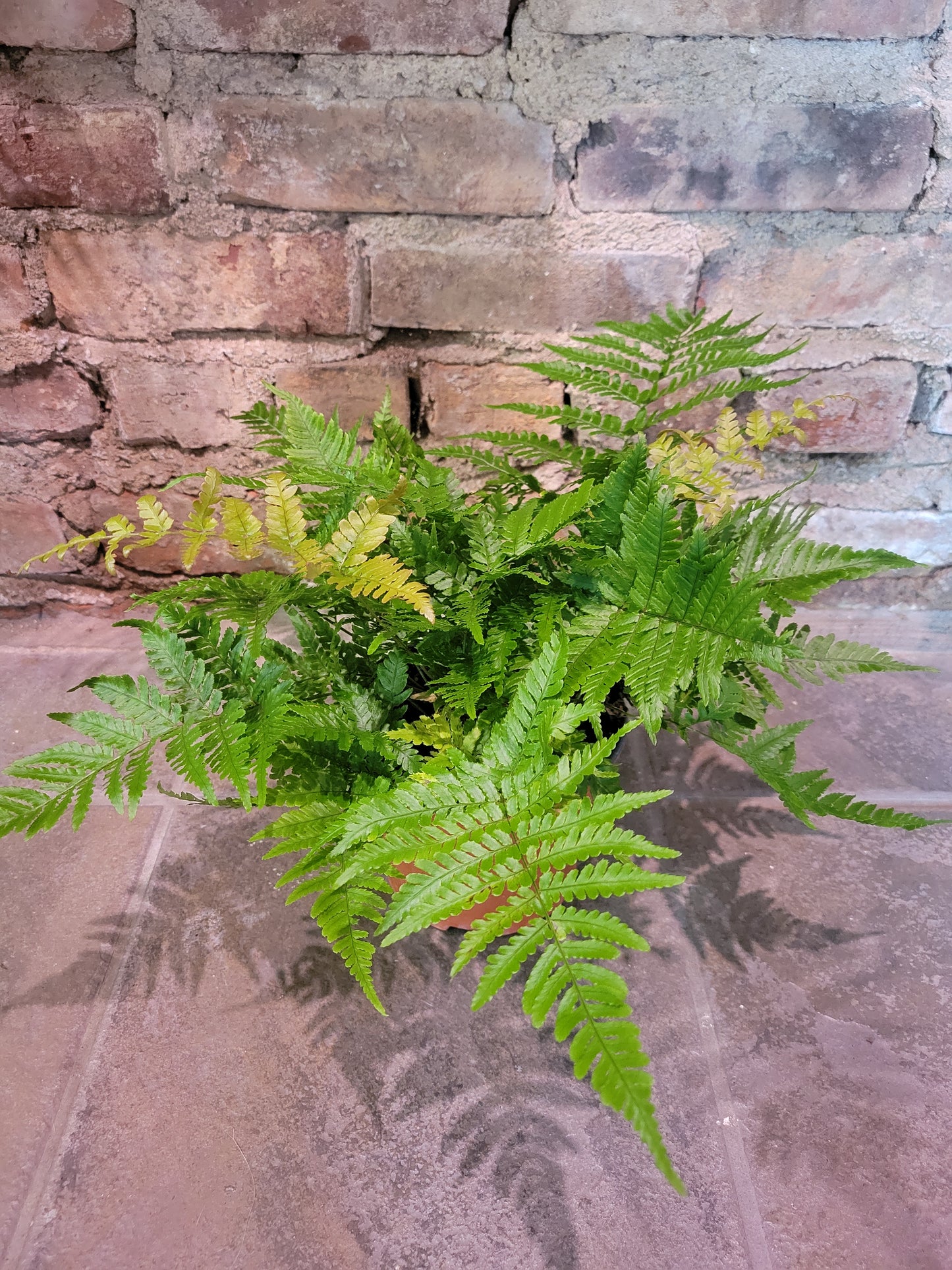 Autumn Fern