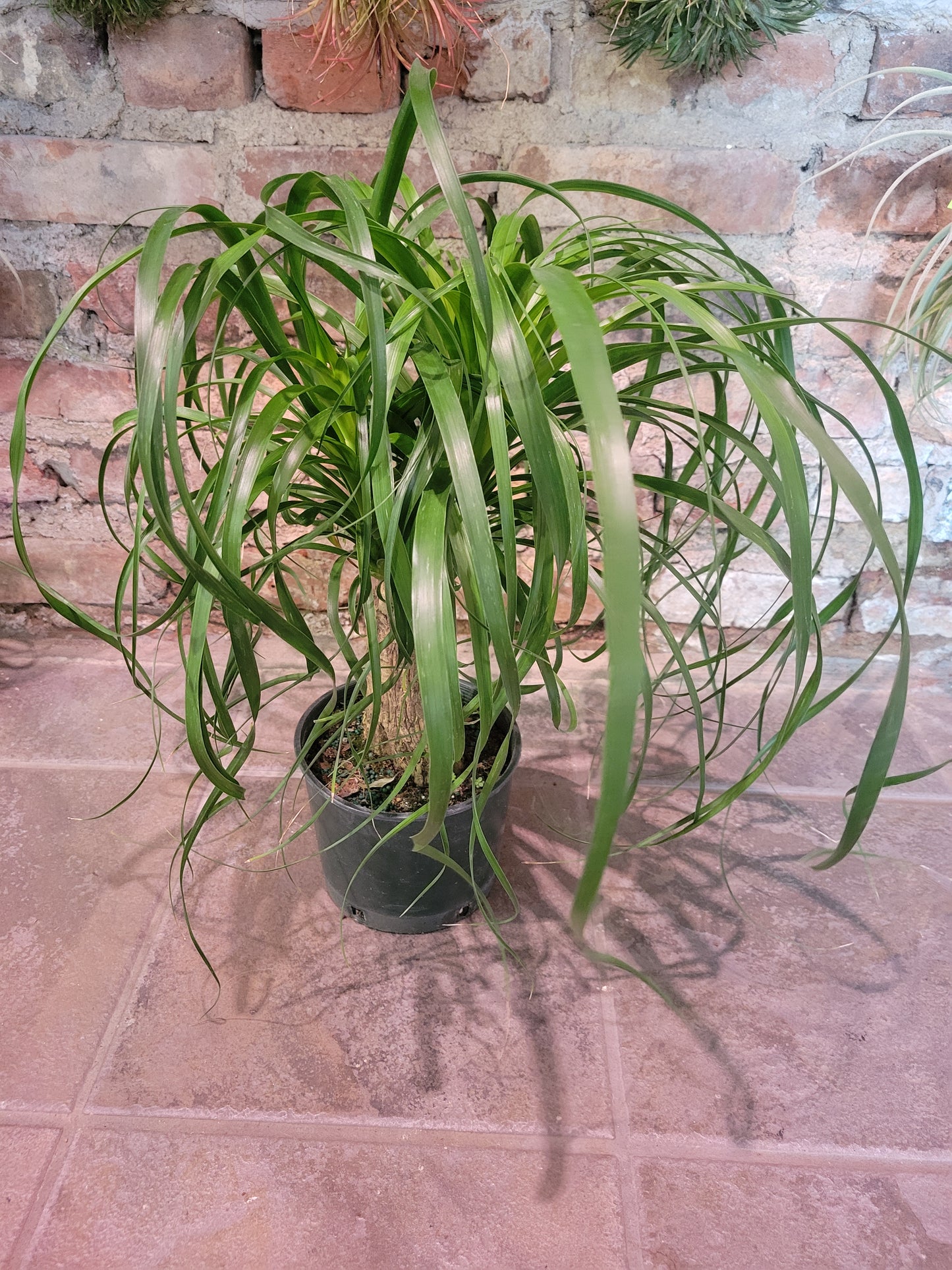 Pony Tail Palm