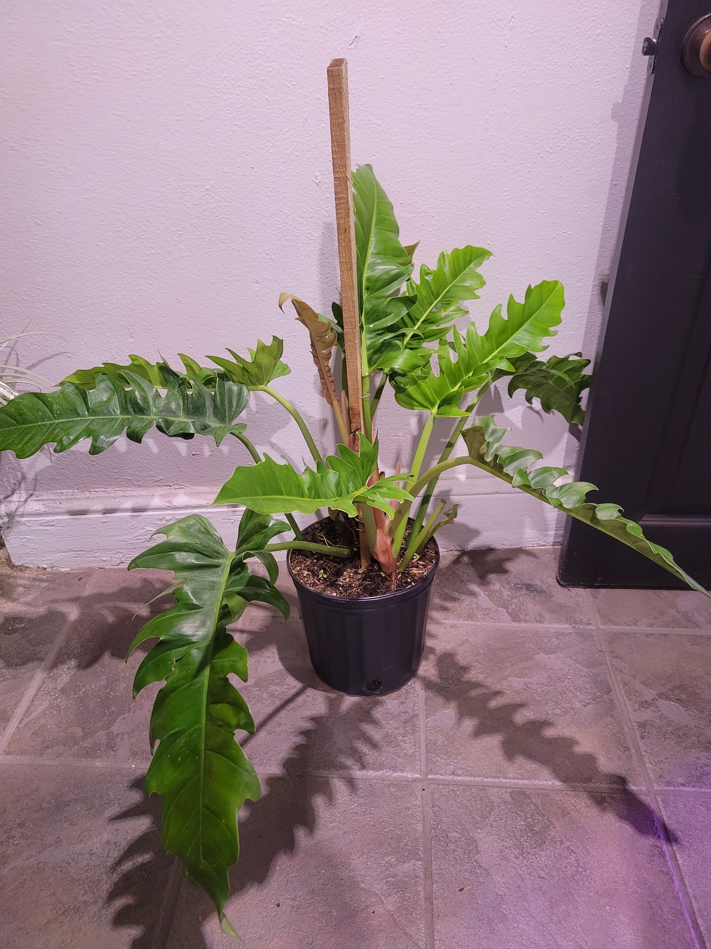 Philodendron Jungle Boogie