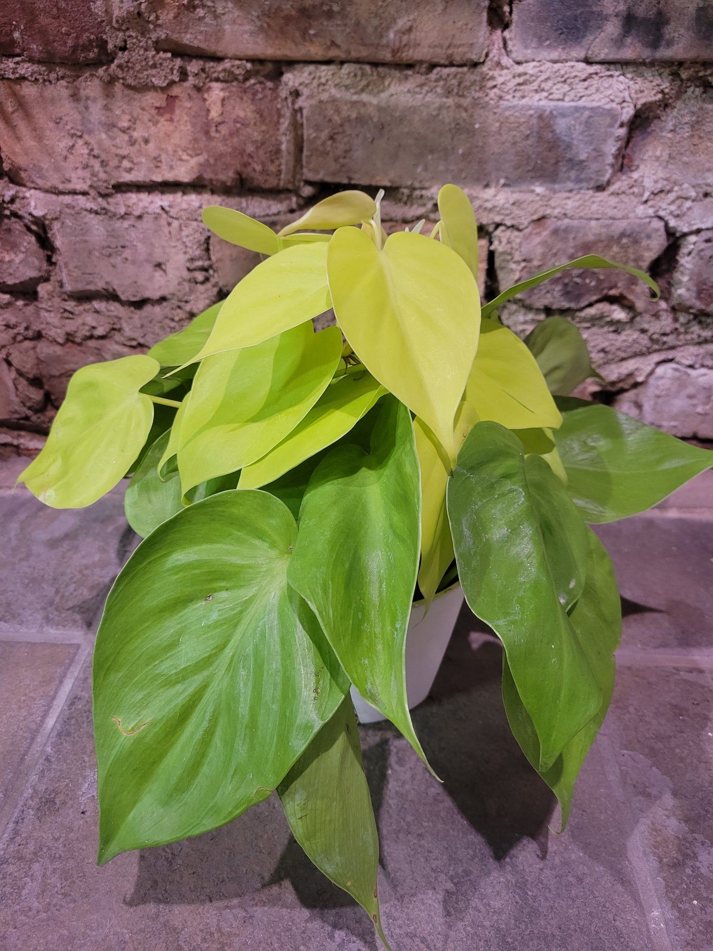 Philodendron Lemon Lime