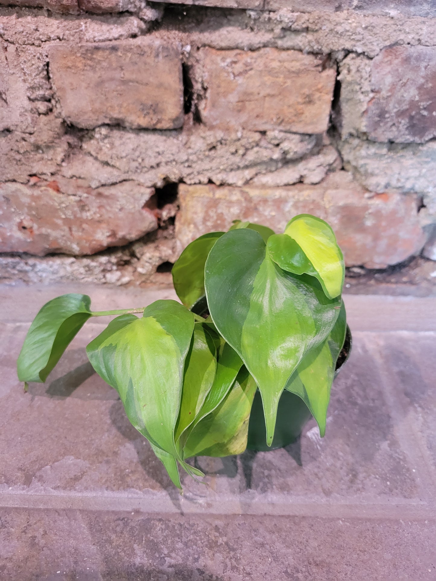 Philodendron Brazil