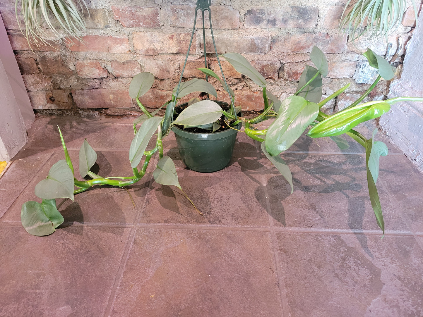 Philodendron Silver Sword HB