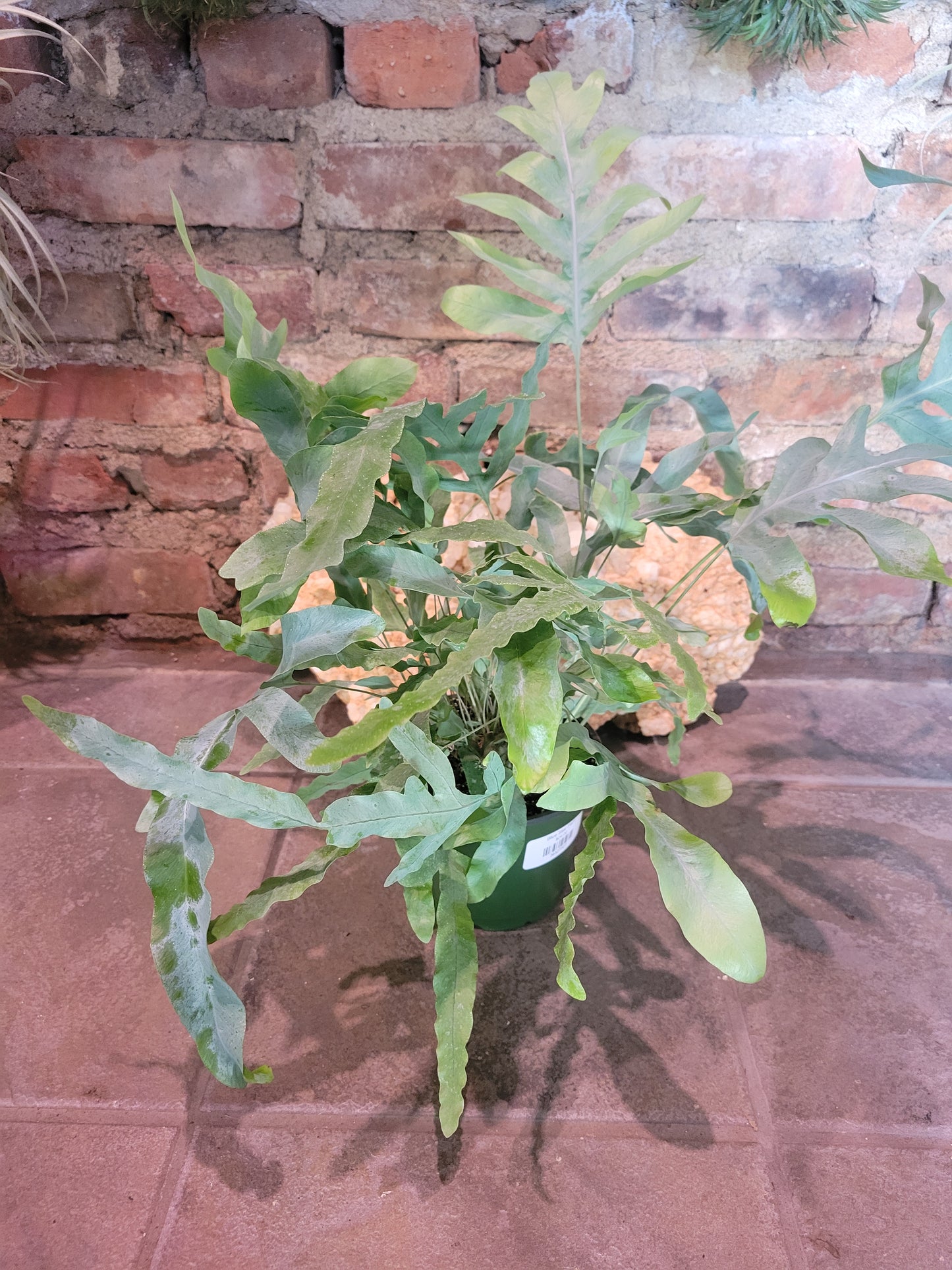 Blue Star Fern