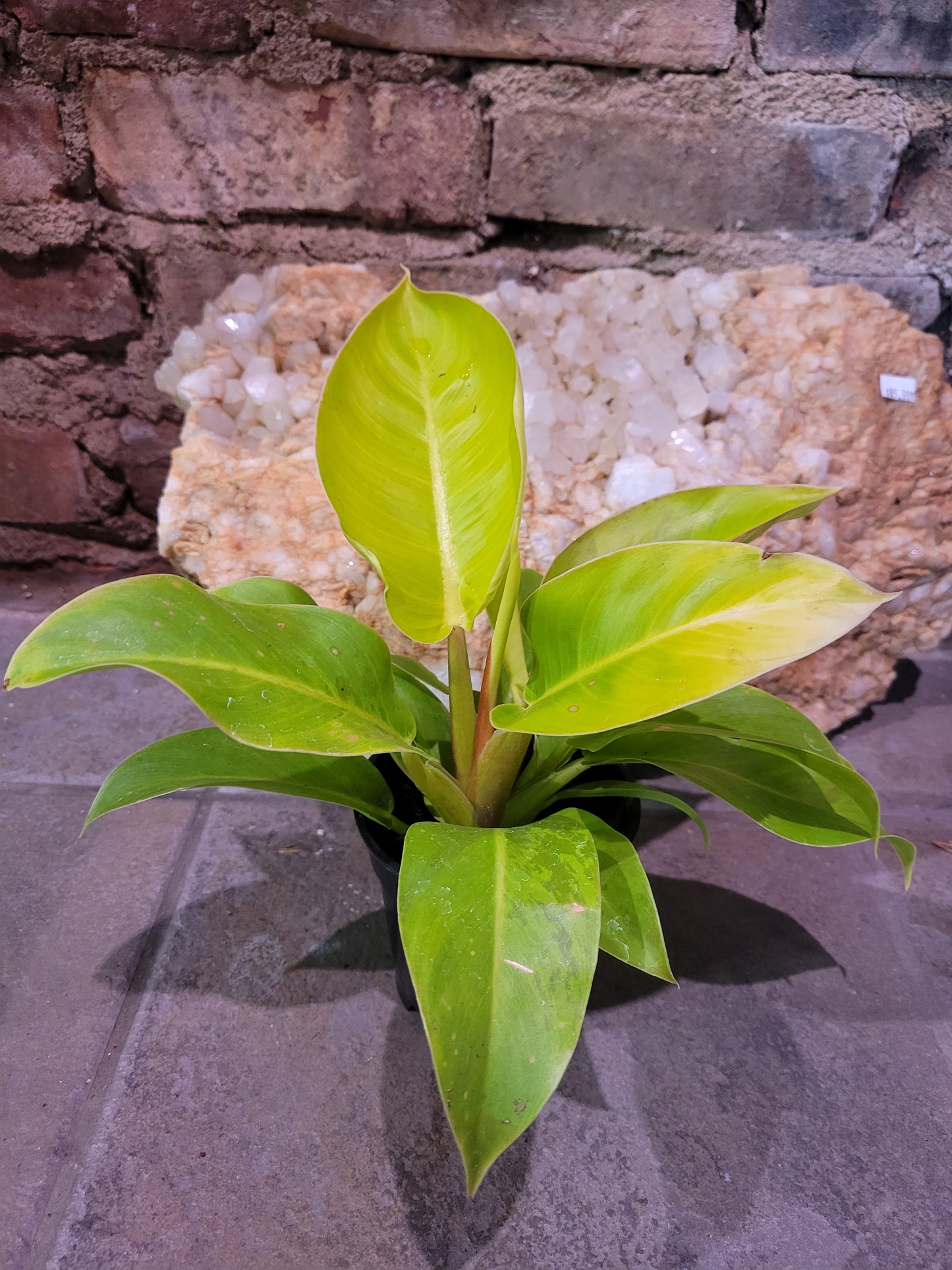 Philodendron Moonlight