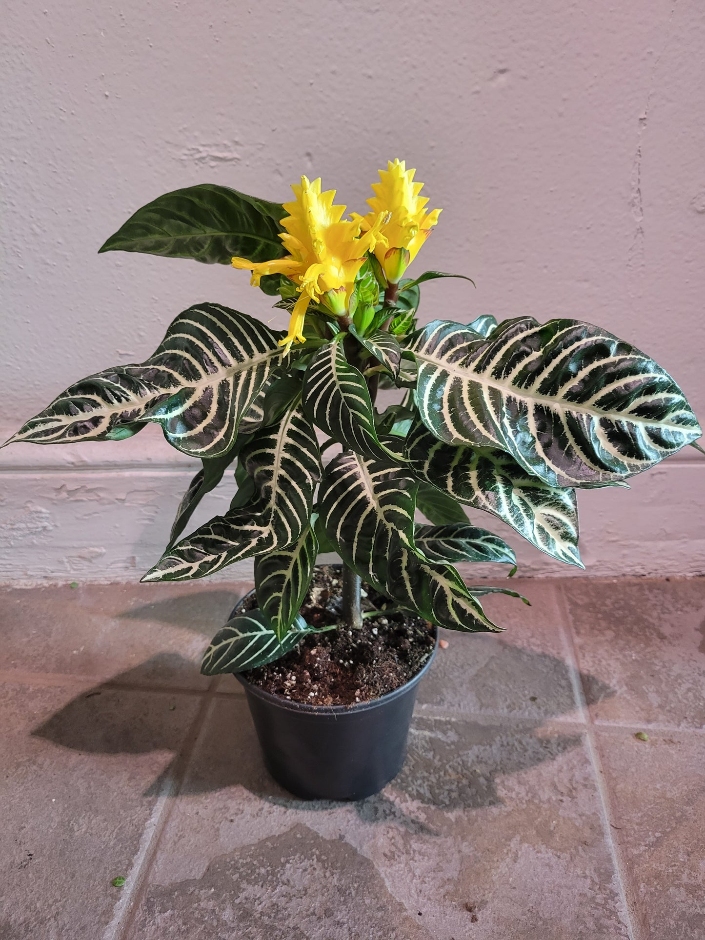 Aphelandra Zebra
