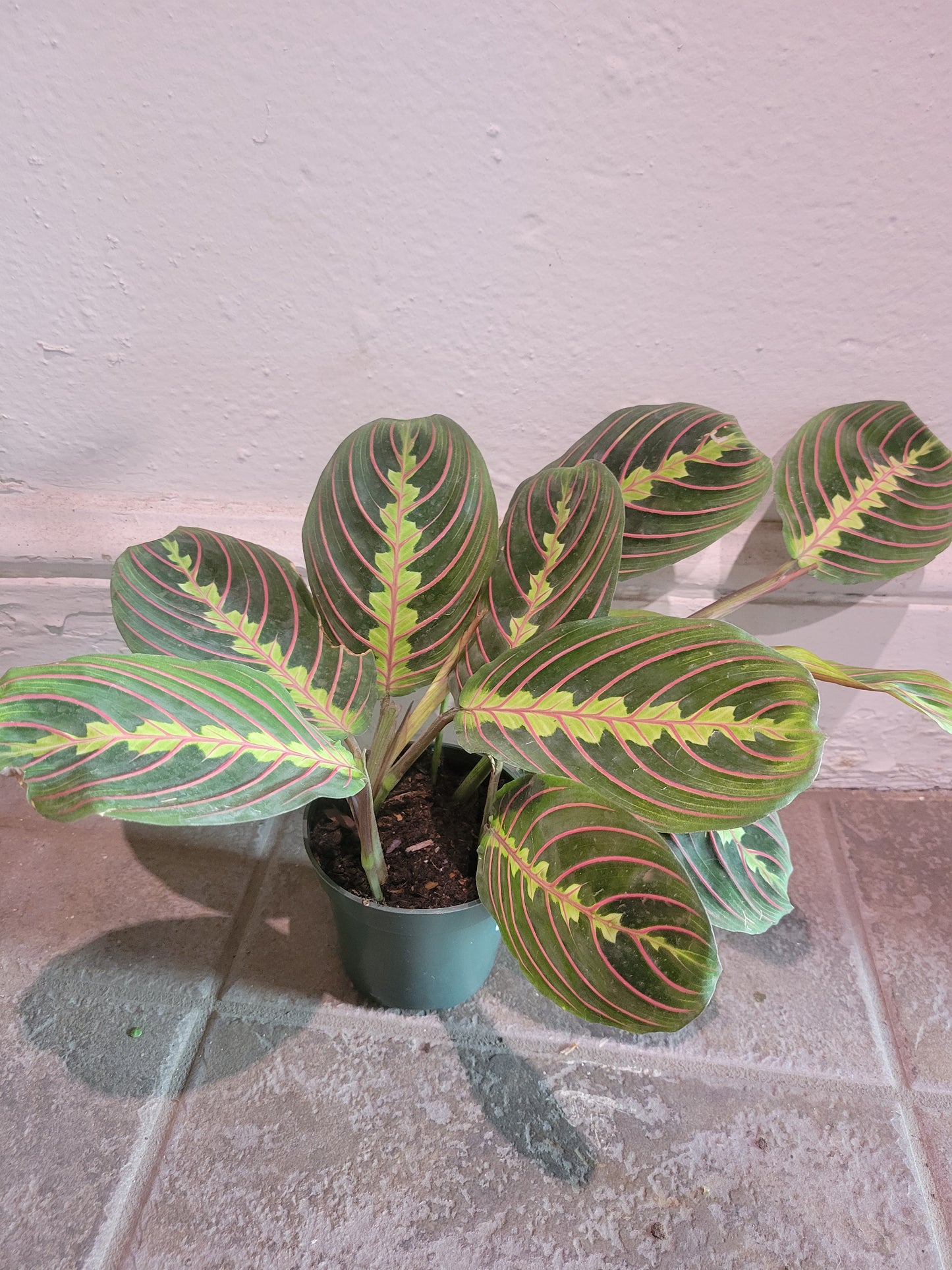 Maranta Prayer Plant