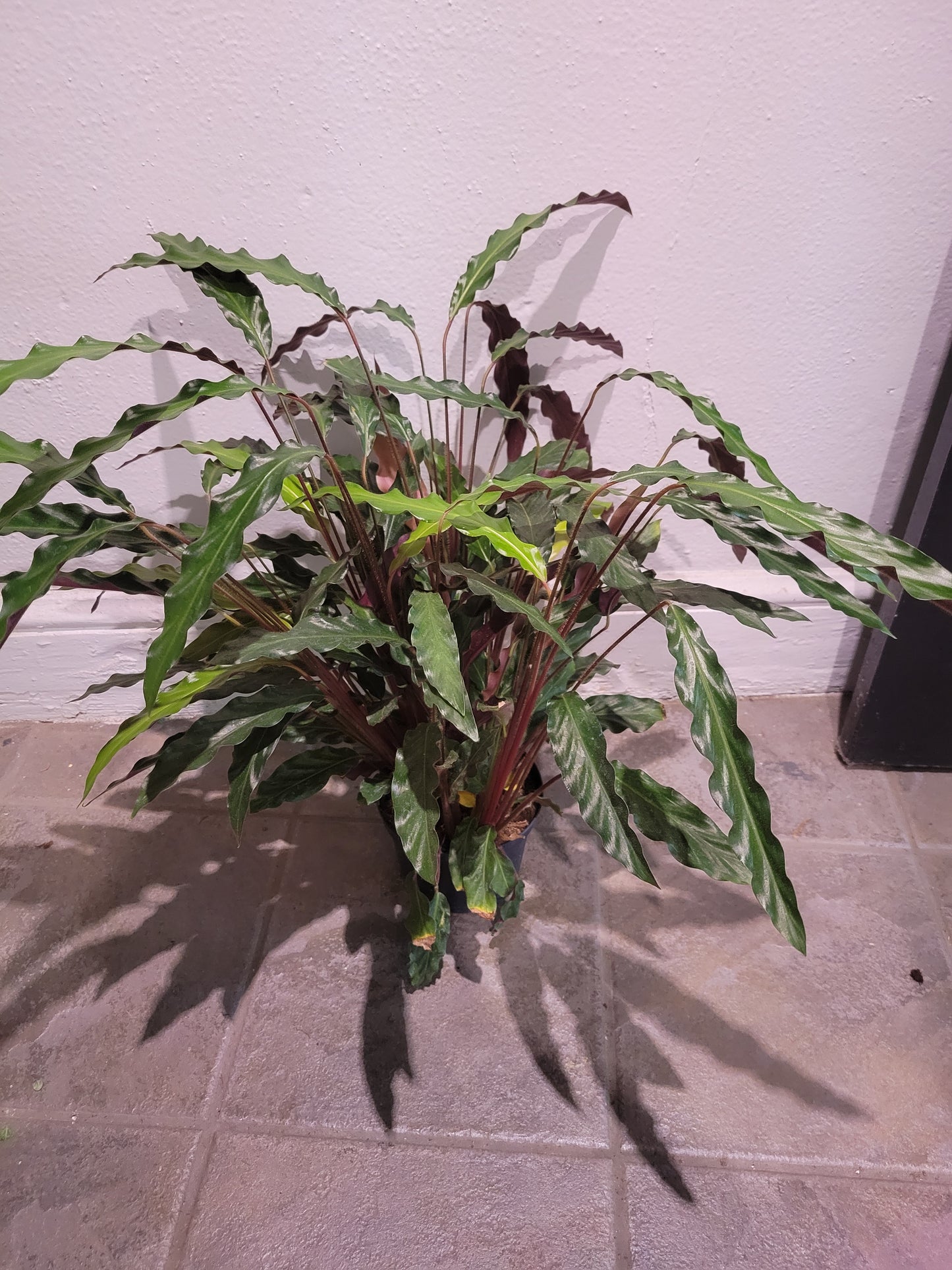Calathea Rufibarba