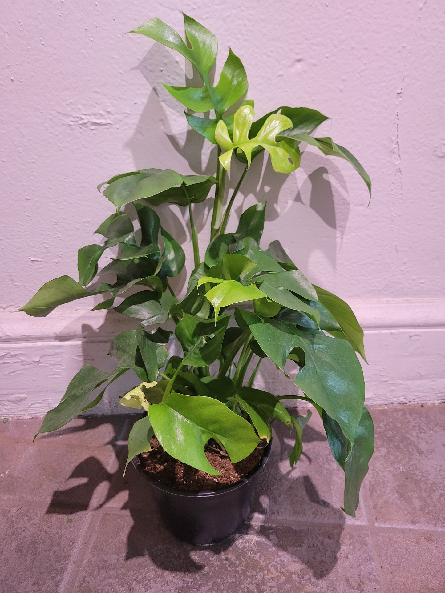 Monstera Minima