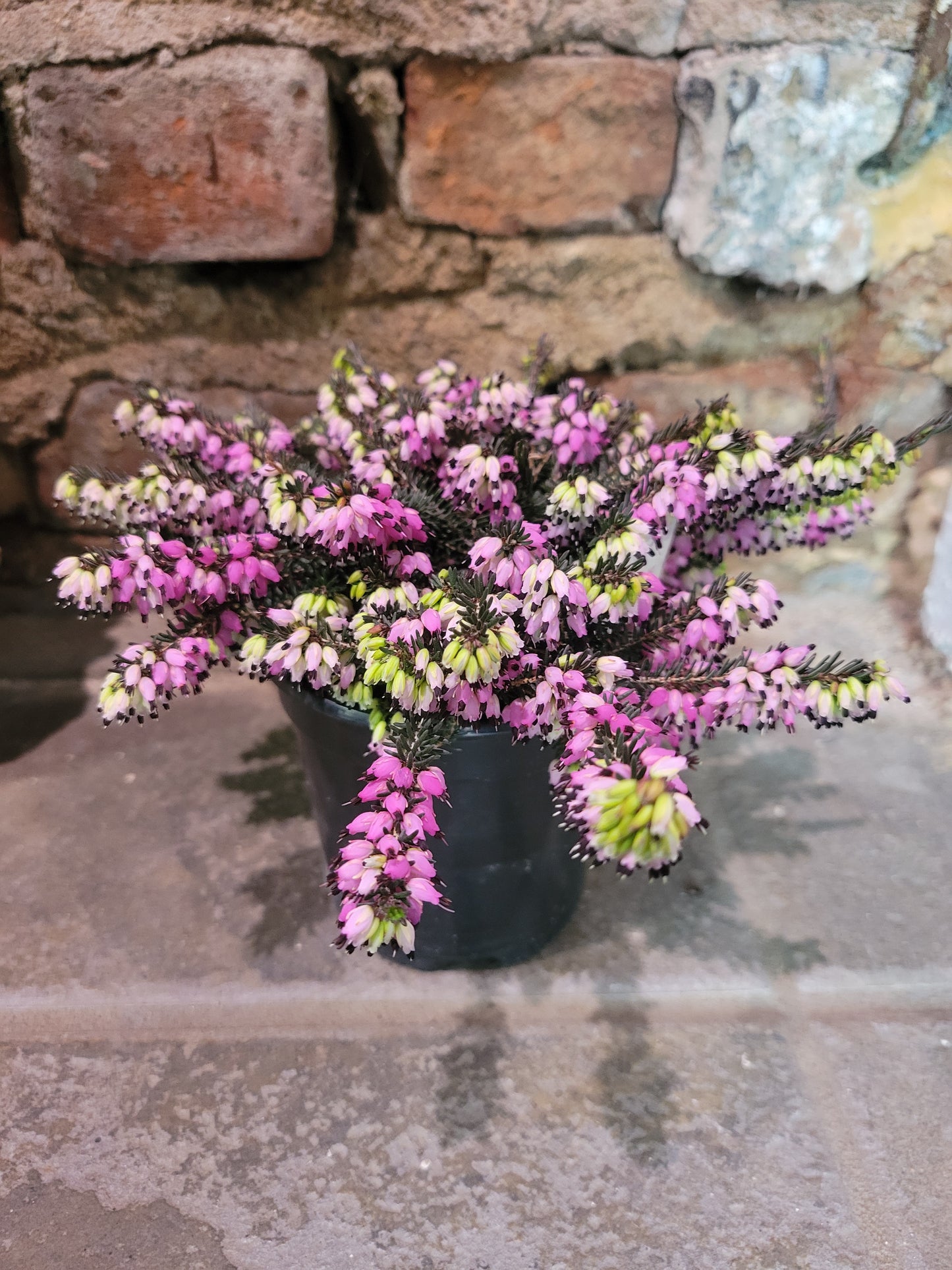 Erica Carnea "Heather"