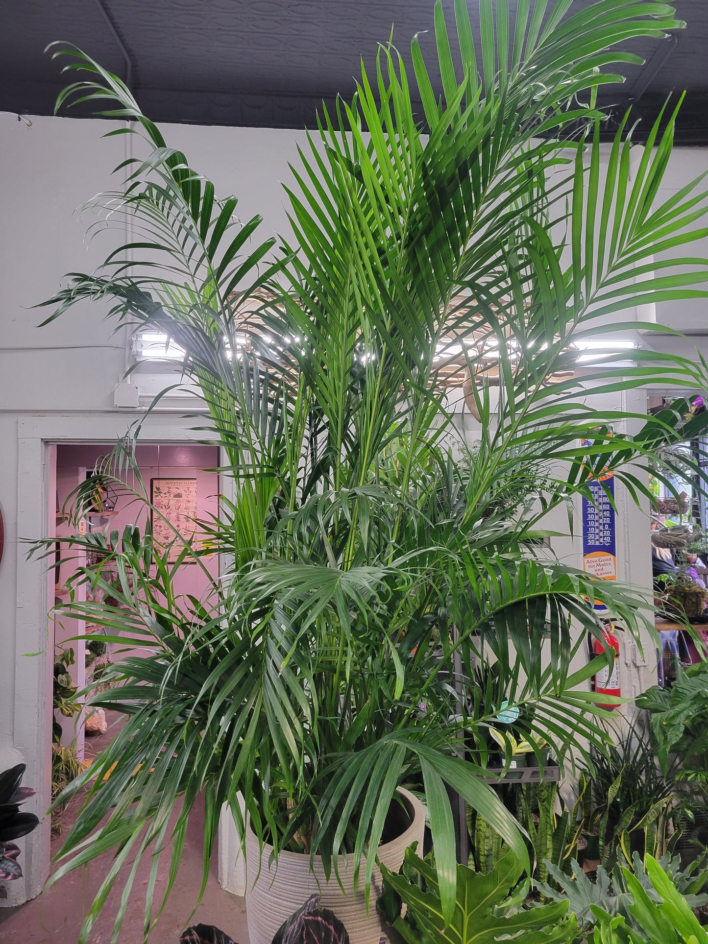 Majesty Palm