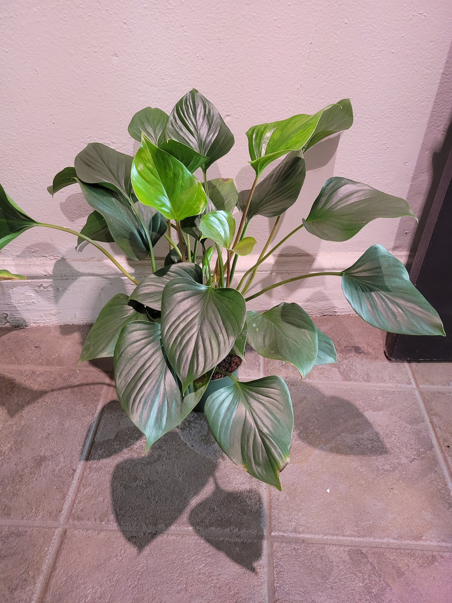 Homalomena Rubescens