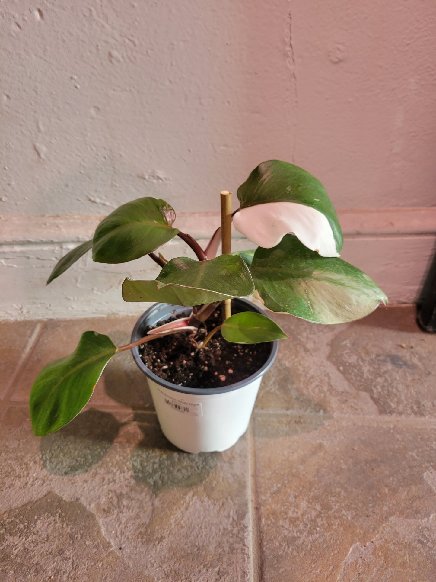 Philodendron White Night