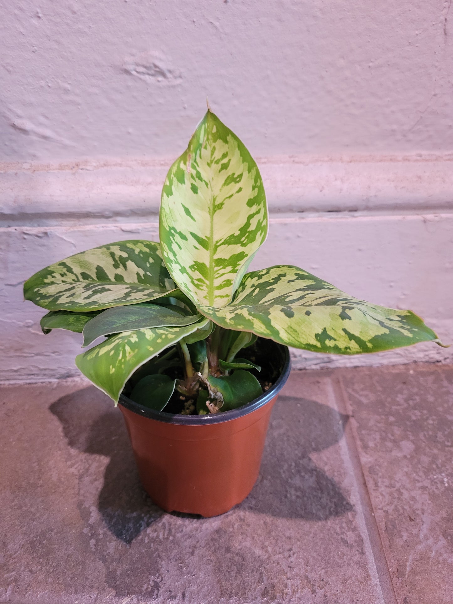 Homalomena Camouflage