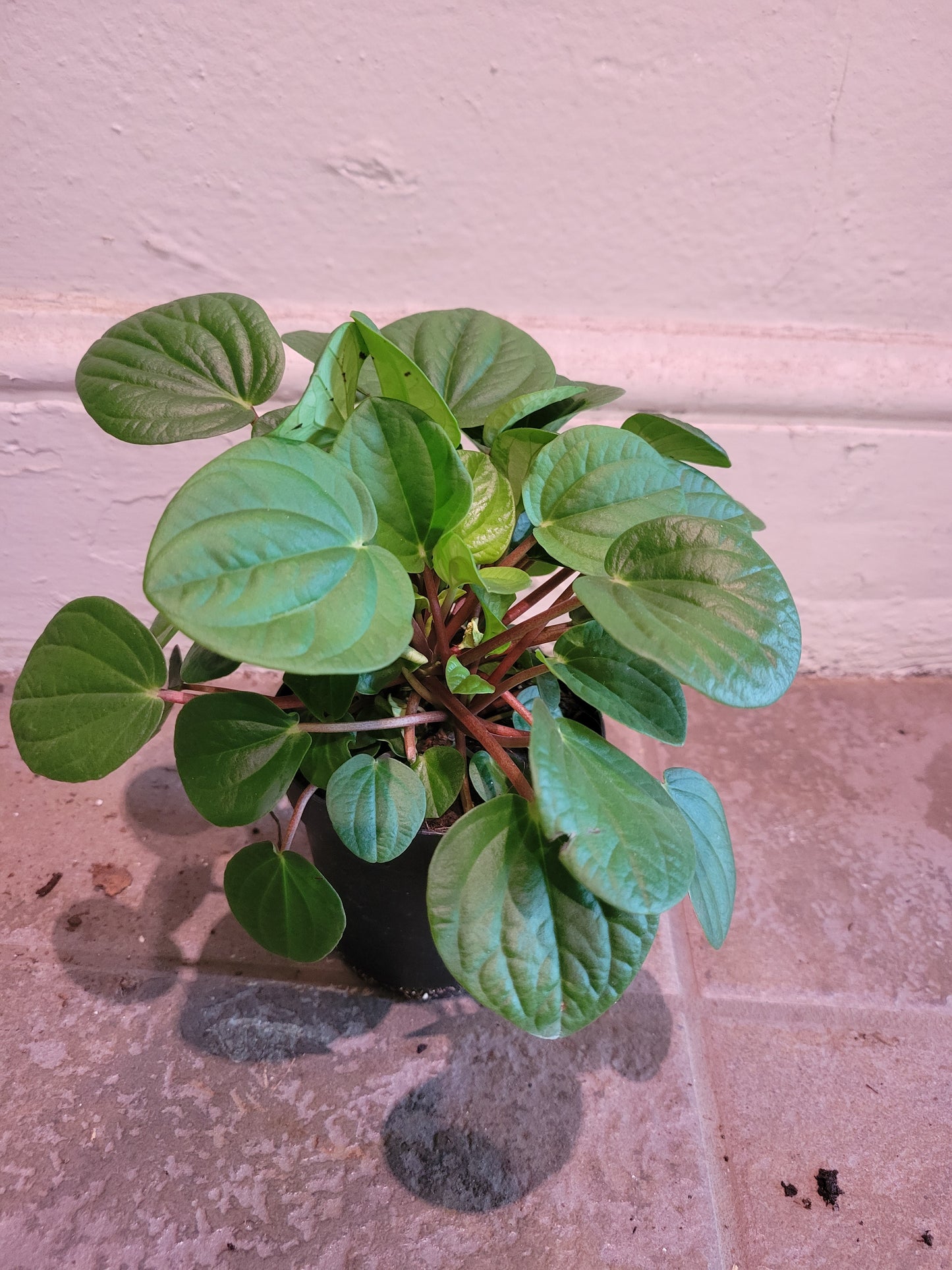 Peperomia Rana Verde
