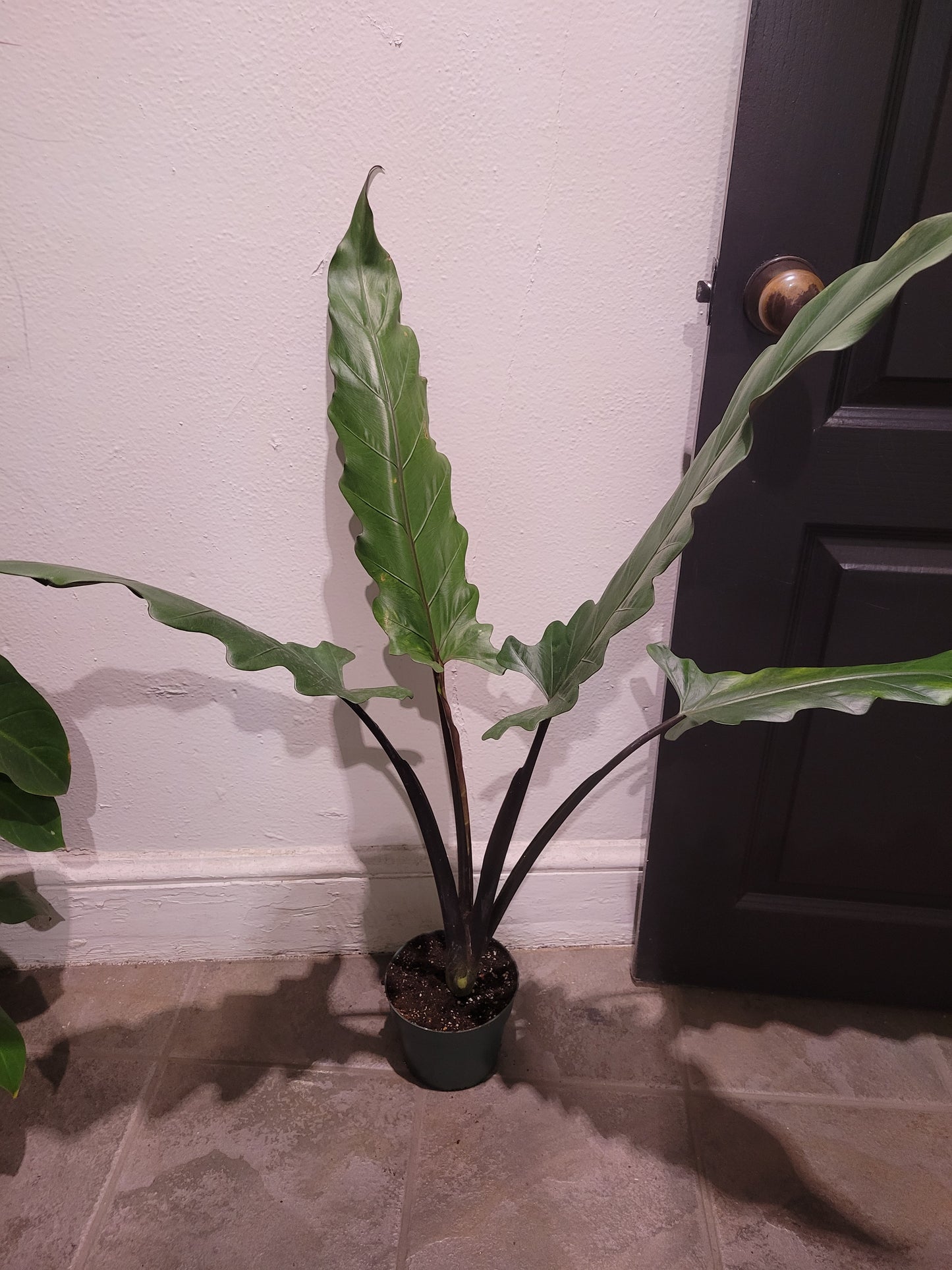 Alocasia Purple Sword
