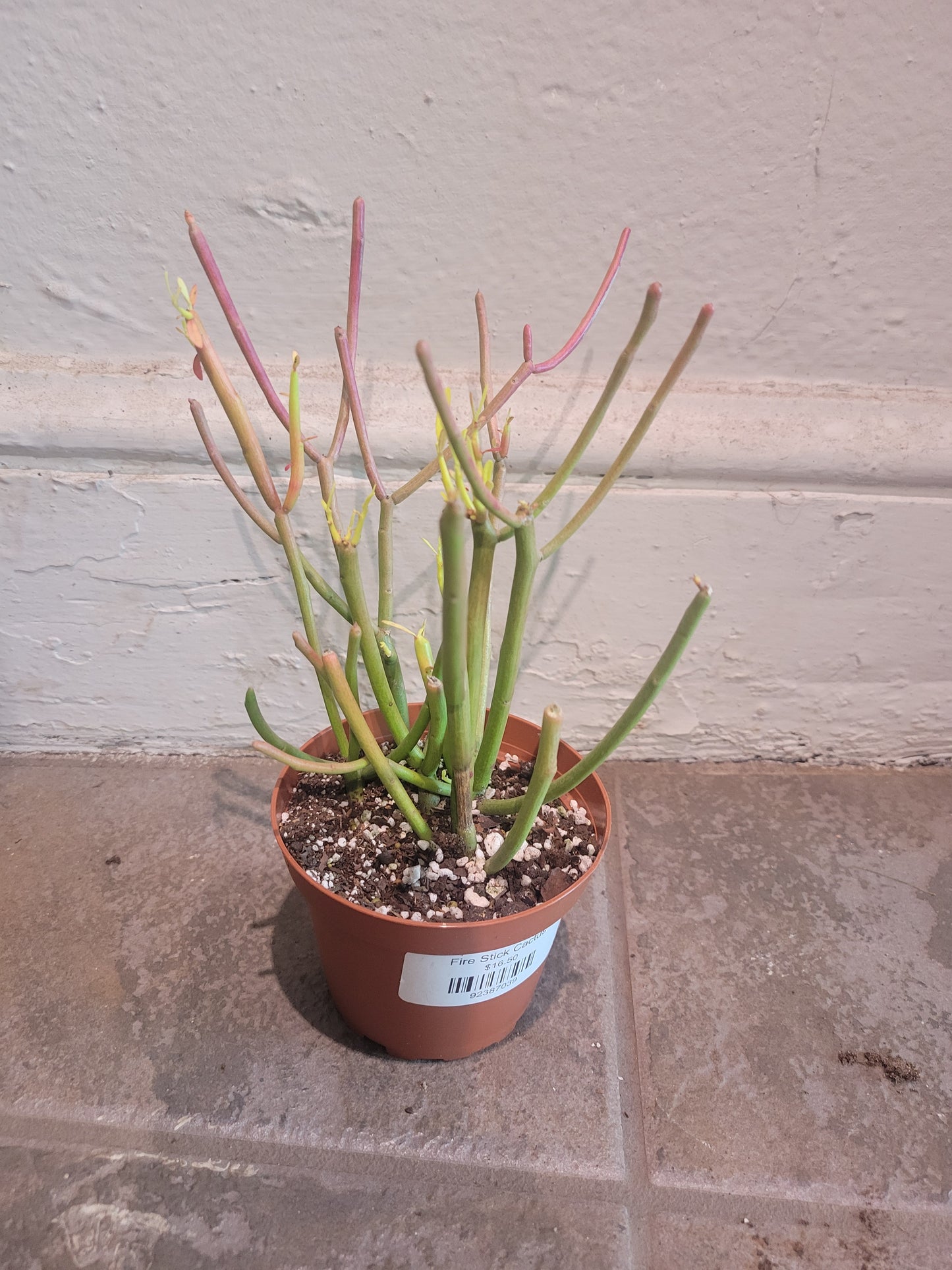 Fire Stick Cactus