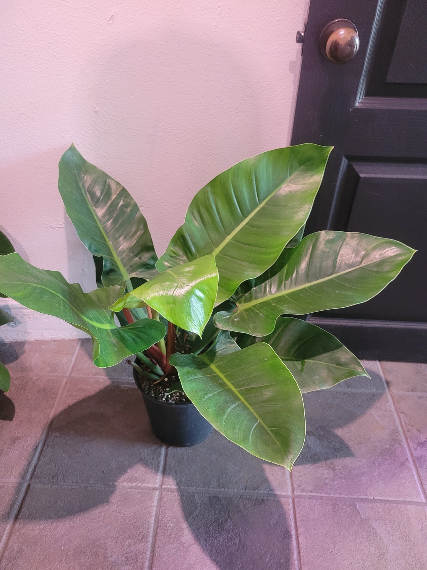 Philodendron Imperial Green