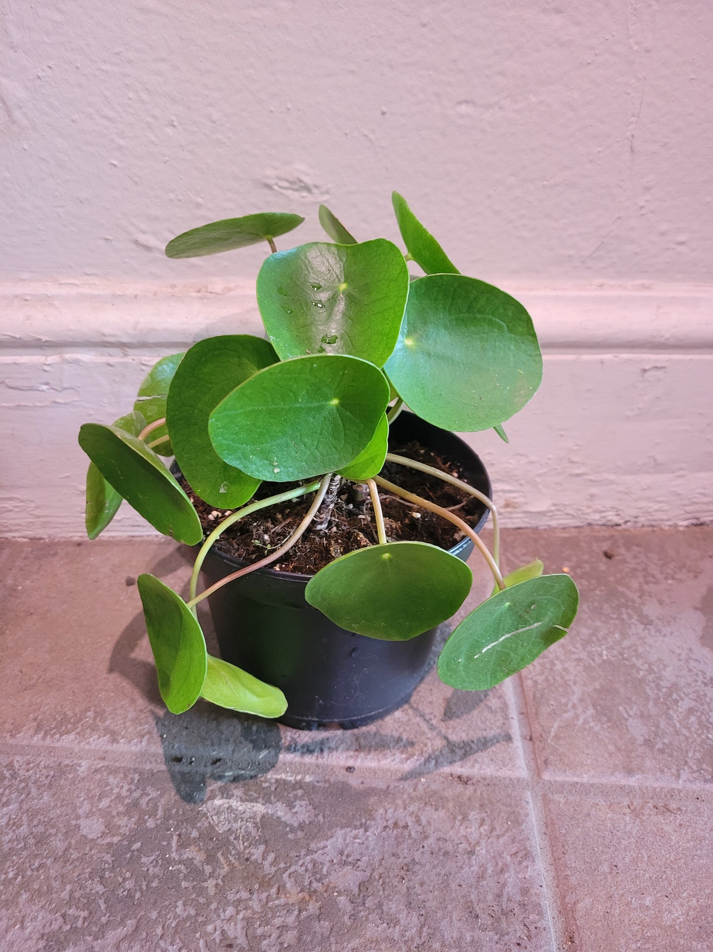 Pilea Peperomioides