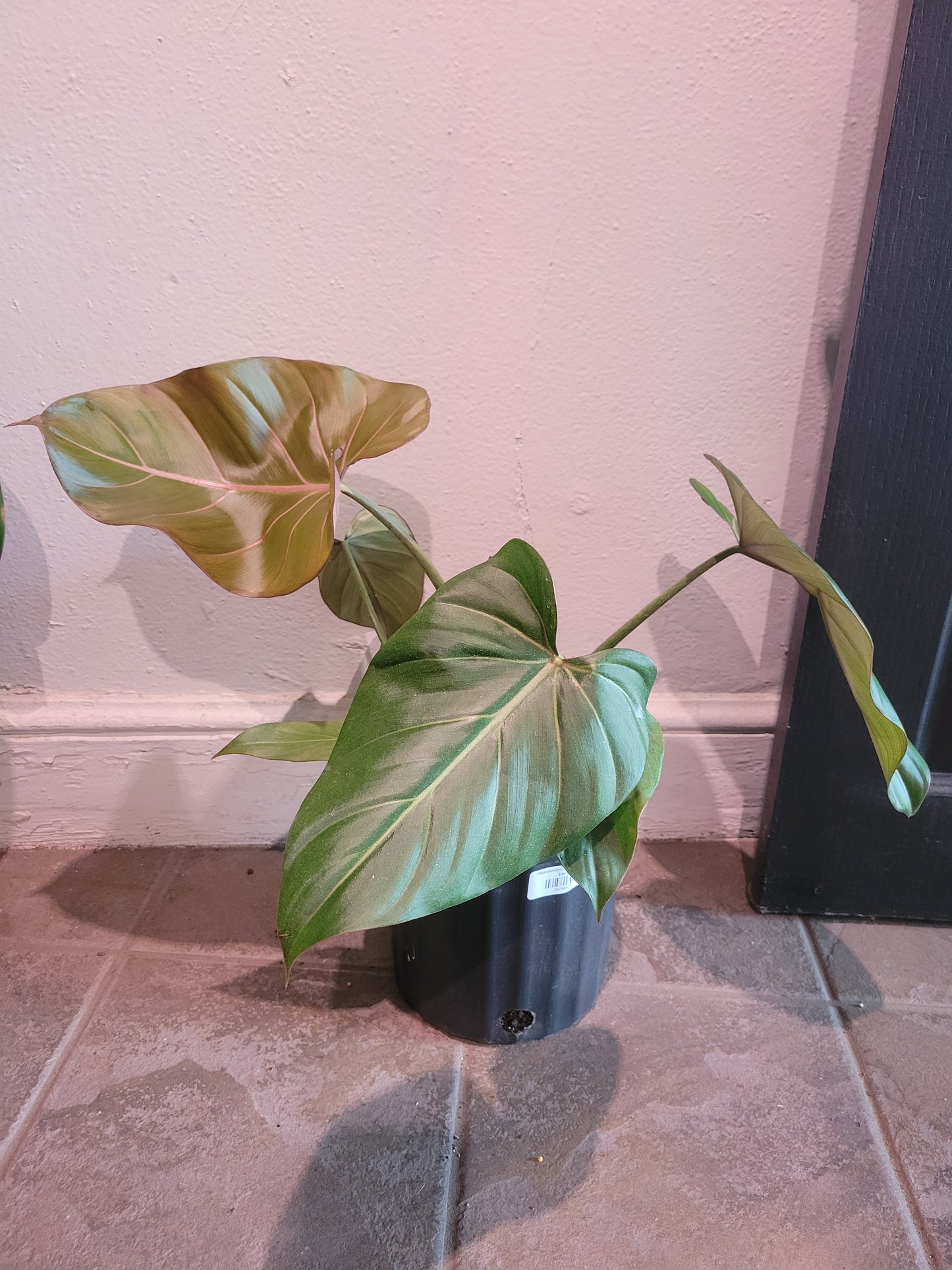 Philodendron Summer Glory