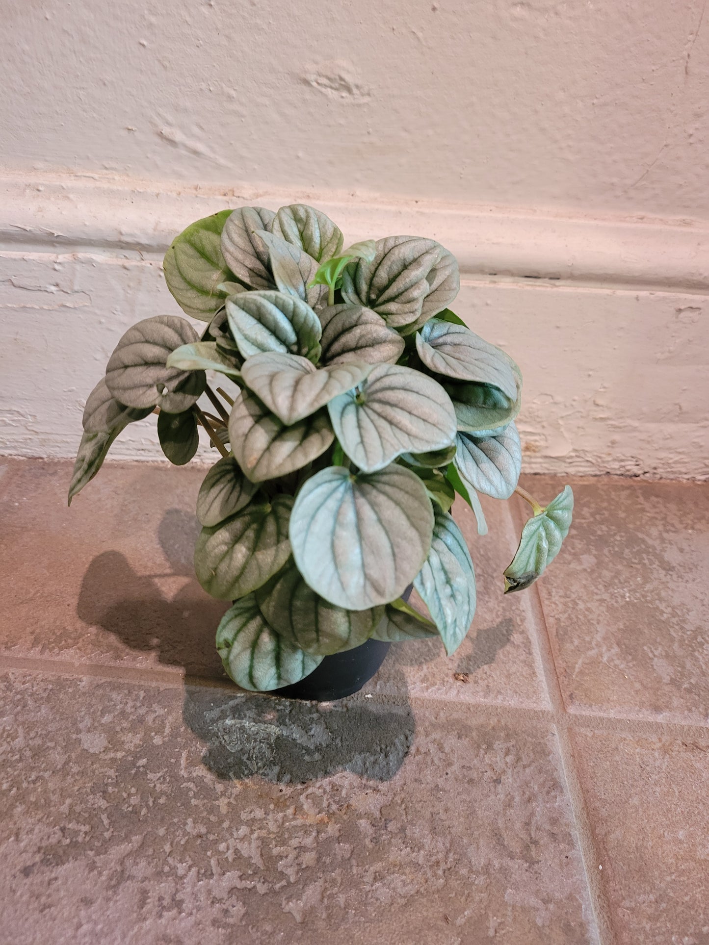 Peperomia Silver Ripple