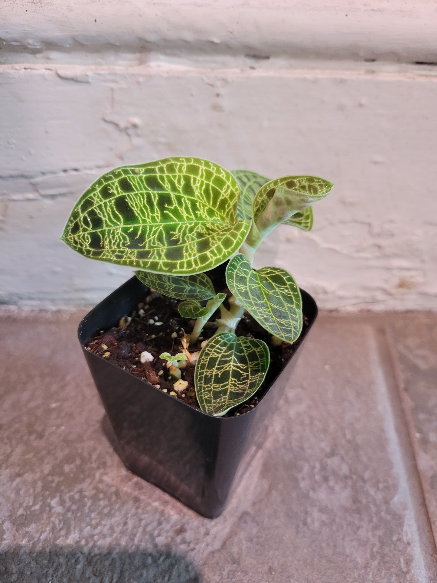 Jewel Orchid