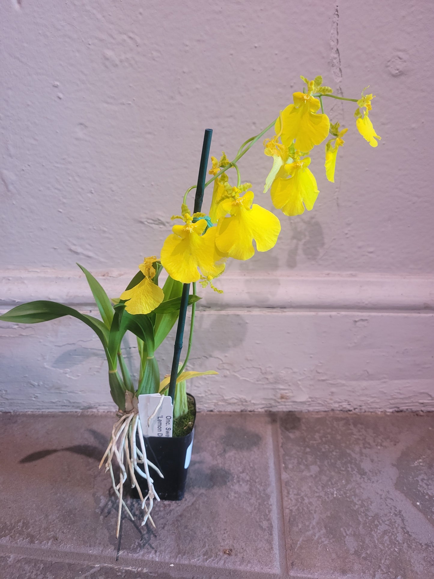 Oncidium Orchid